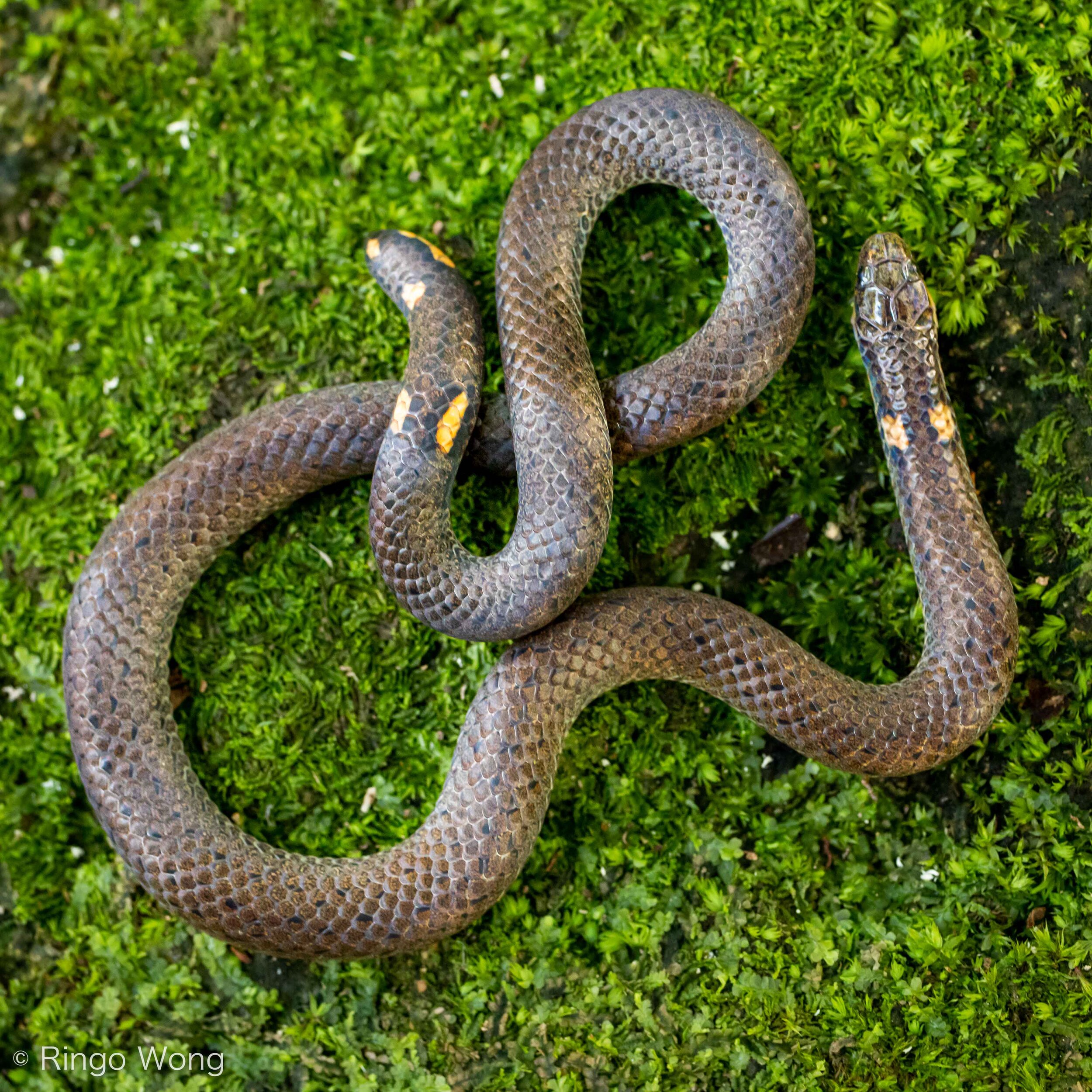 NORTHERN REED SNAKE