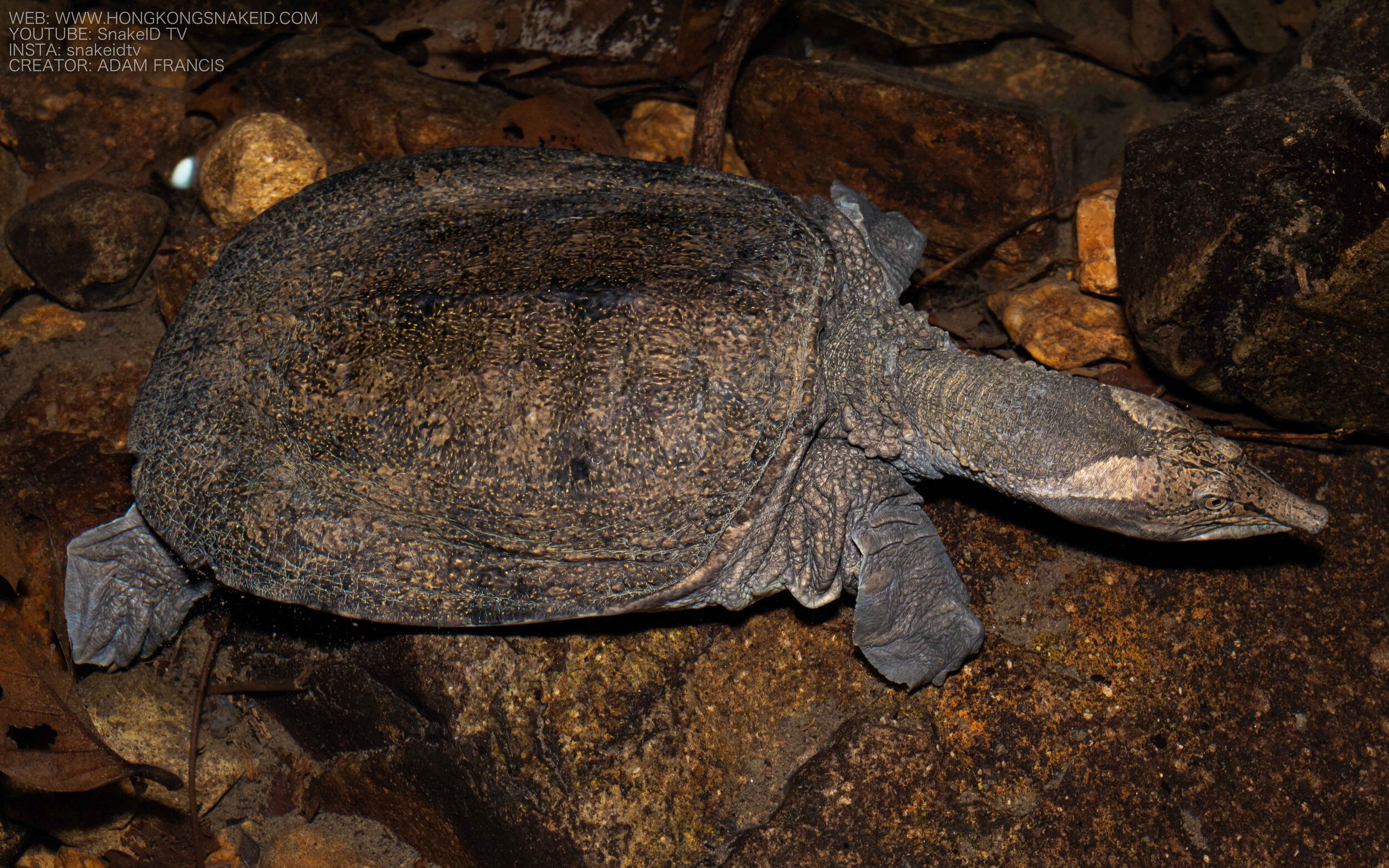 Wattle-necked Softshell Turtle - Palea steindachneri