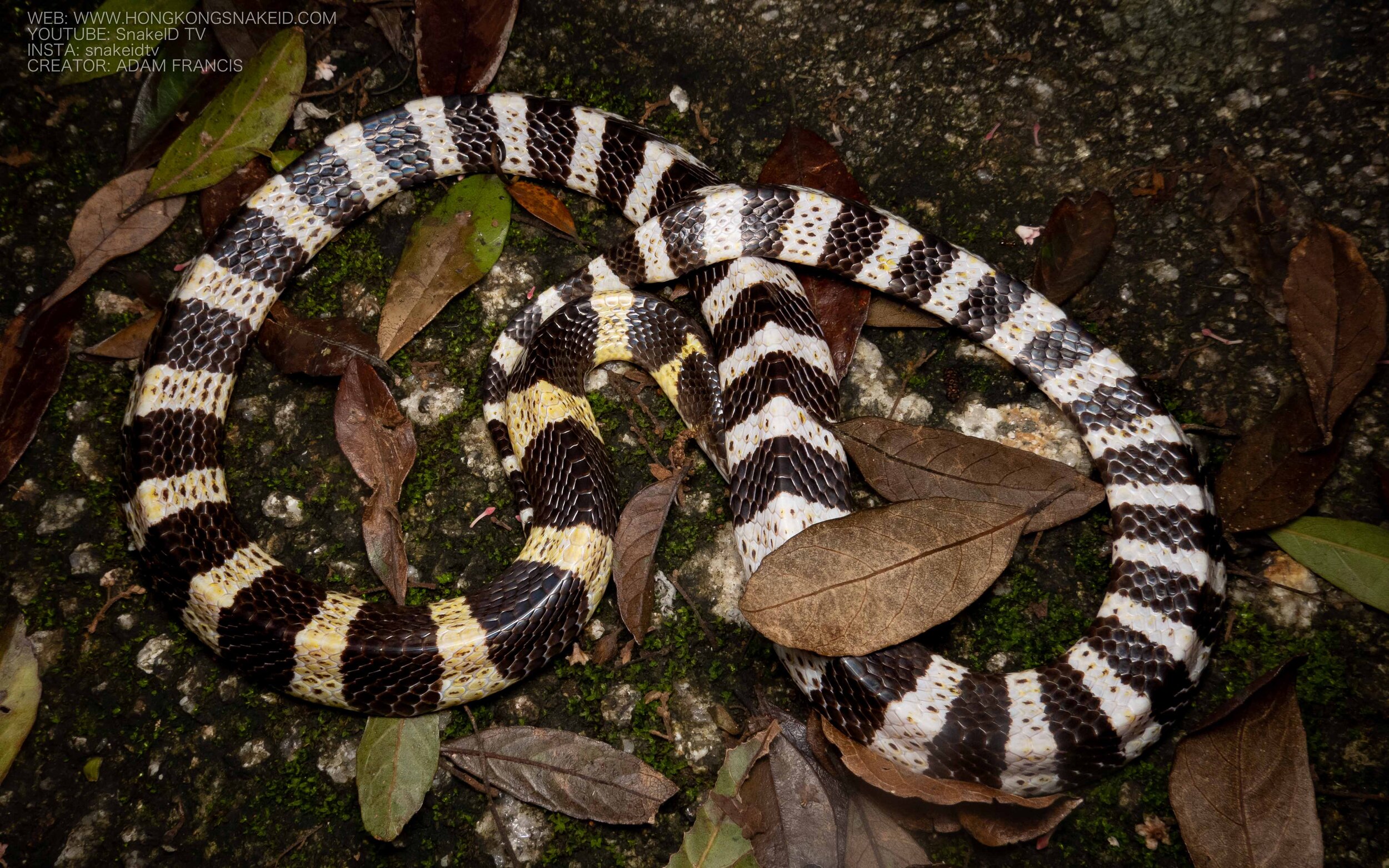 Many Banded Krait - Bungarus multicinctus/wonghaotingi