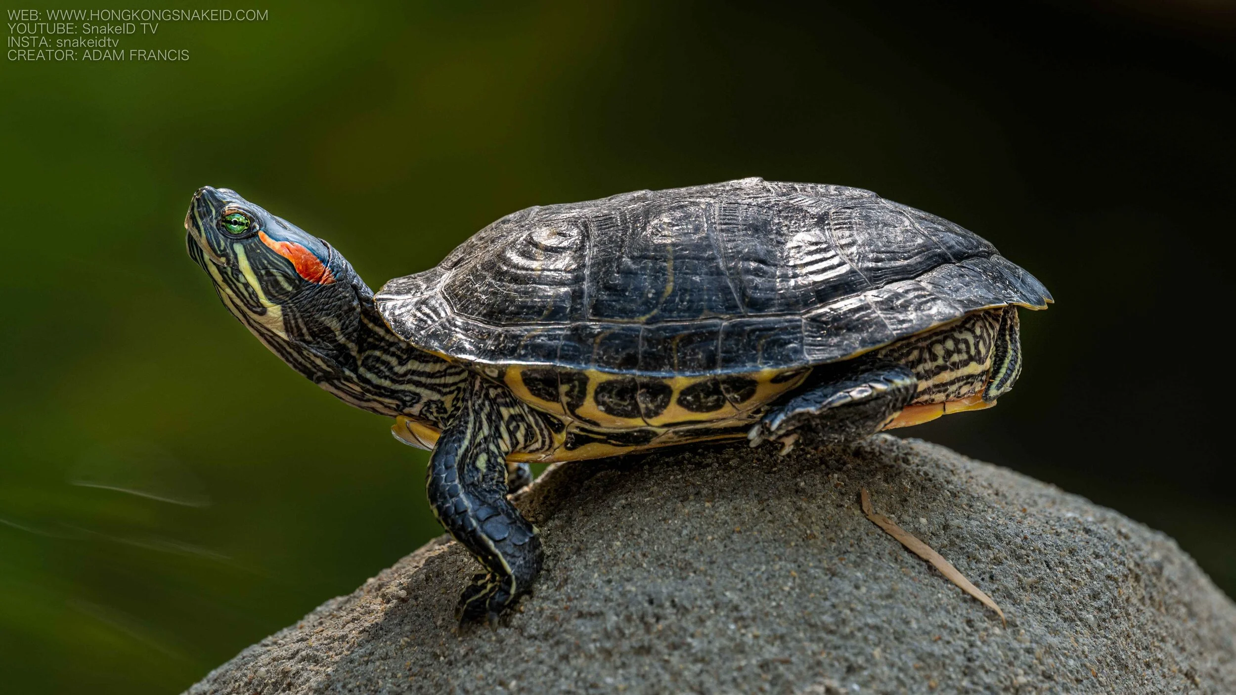 Red Eared Slider Turtle - Trachemys scripta elegans.jpg