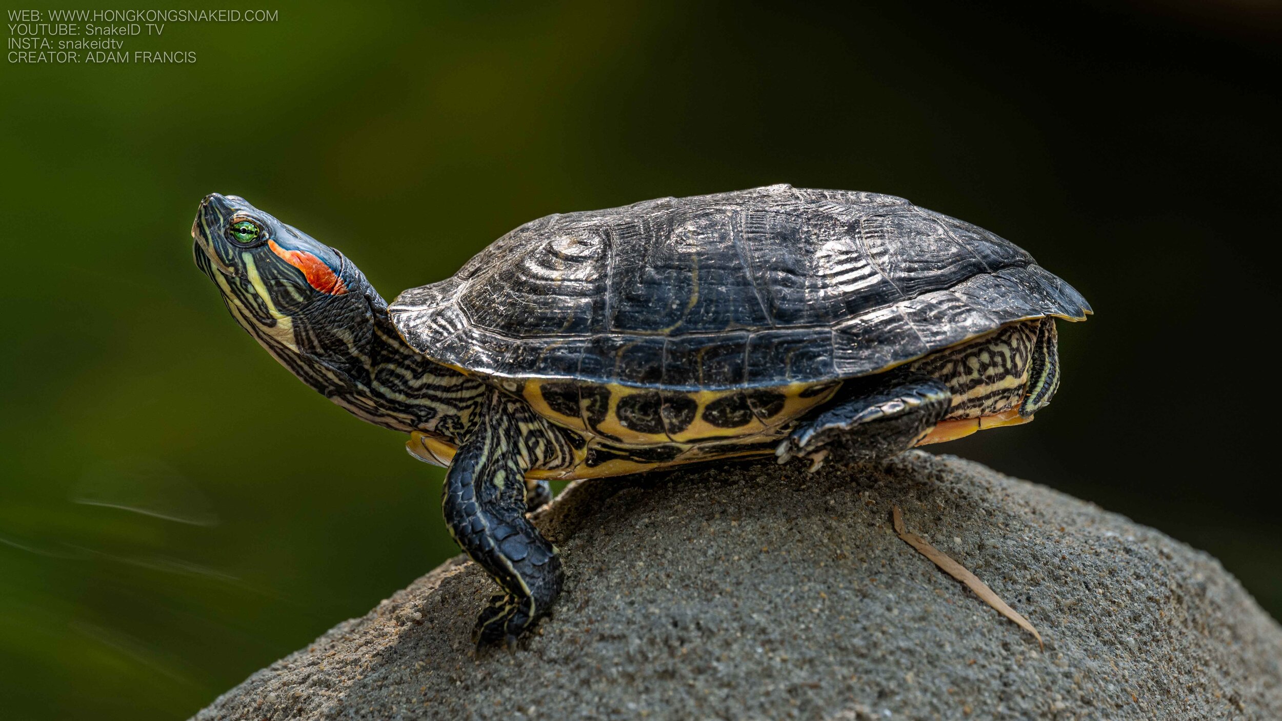 Red Eared Slider Turtle - Trachemys scripta elegans