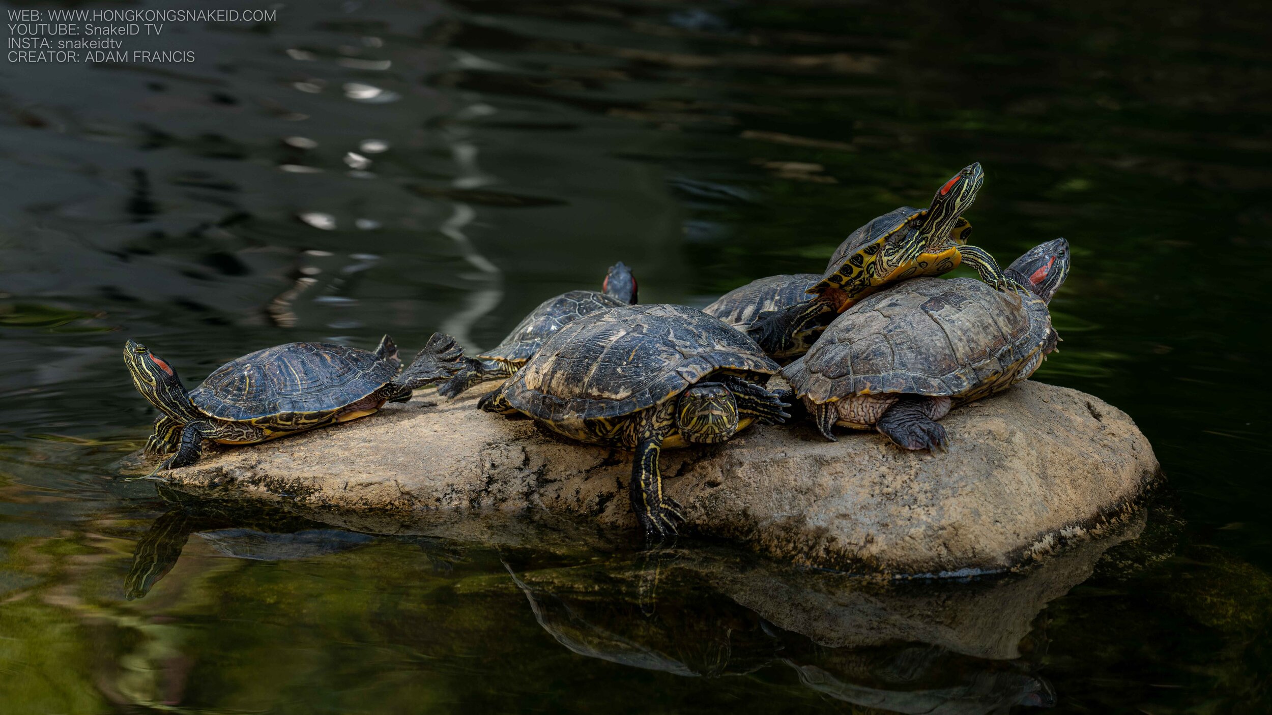 Are Red-eared Slider Turtles Nocturnal? 2