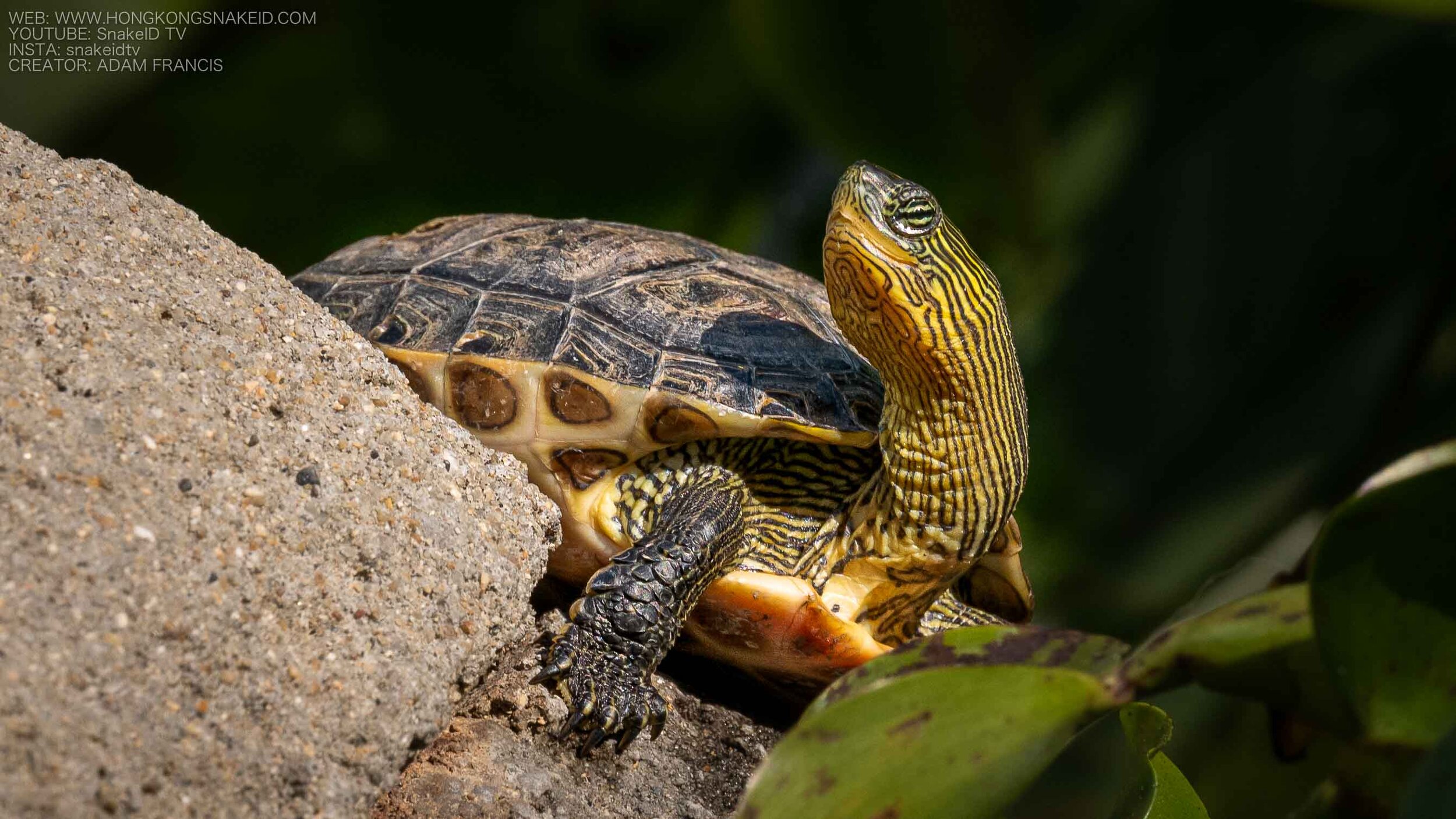 CHINESE STRIPED TERRAPIN