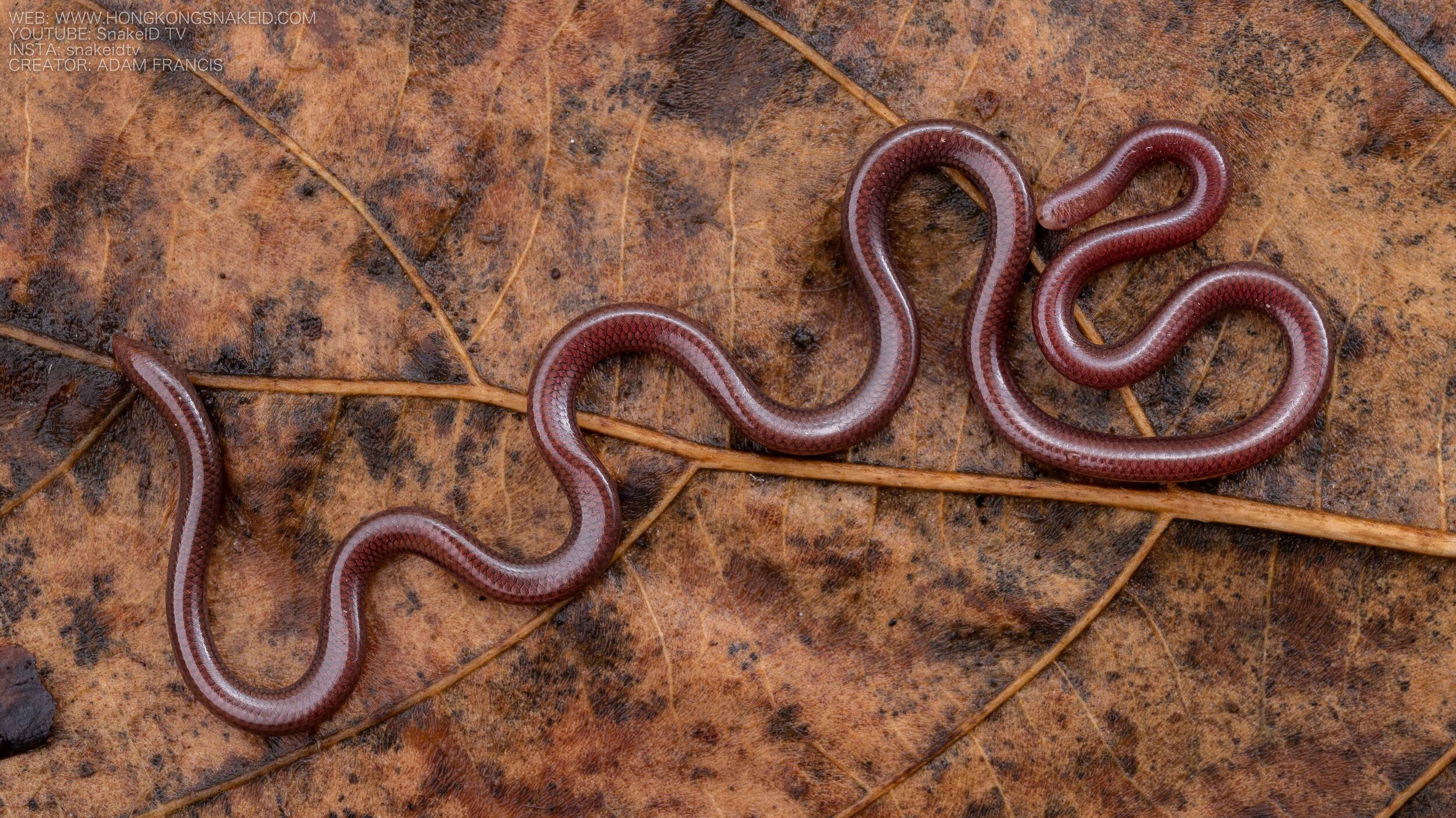Hong Kong Blind Snake - Indotyphlops lazellii