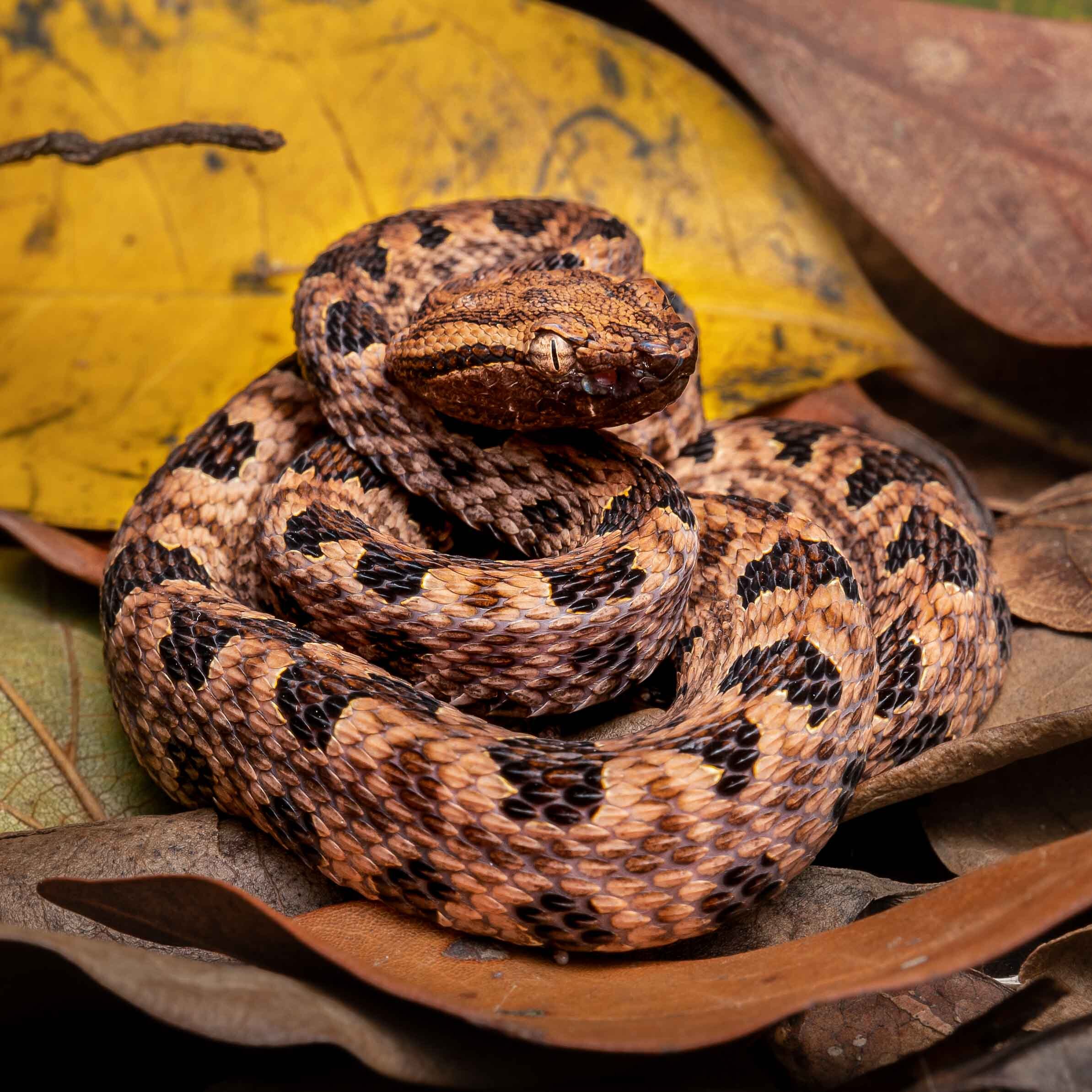 POINTED-SCALE VIPER