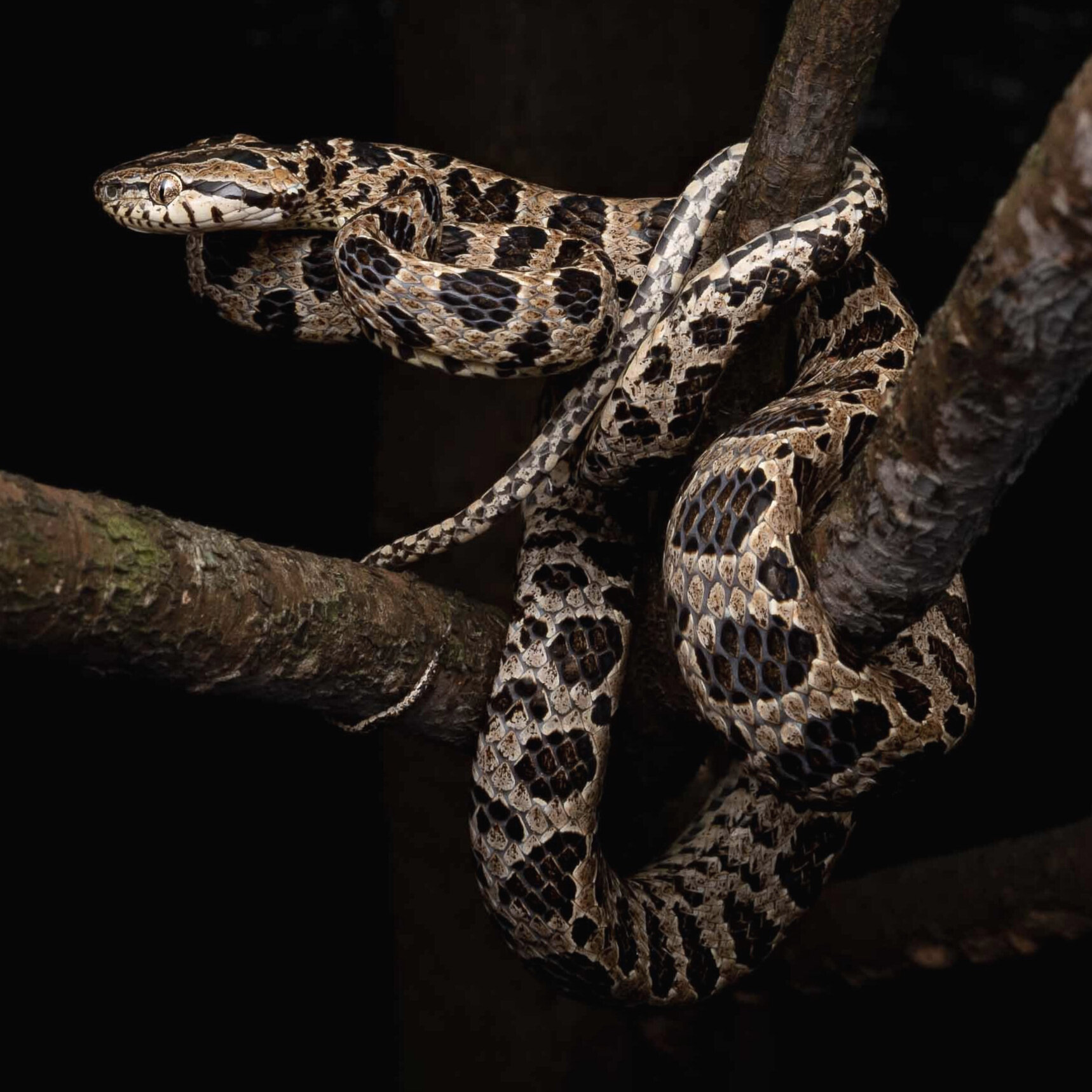 MANY-SPOTTED CAT SNAKE