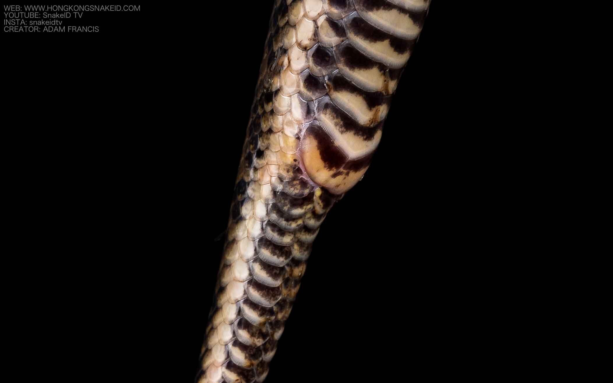 Chinese Water Snake - Myrrophis chinensis-18.jpg