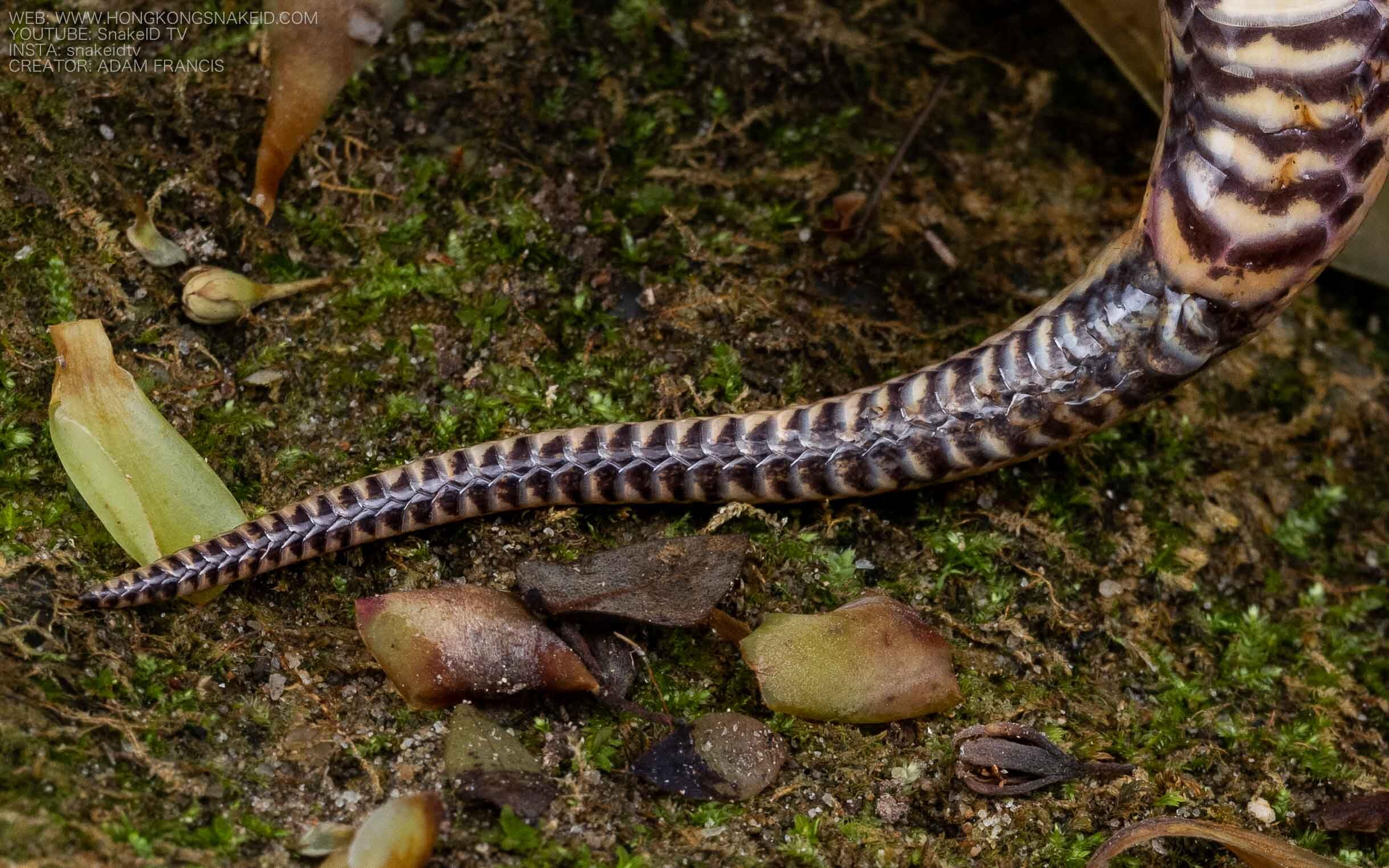 Chinese Water Snake - Myrrophis chinensis-19.jpg