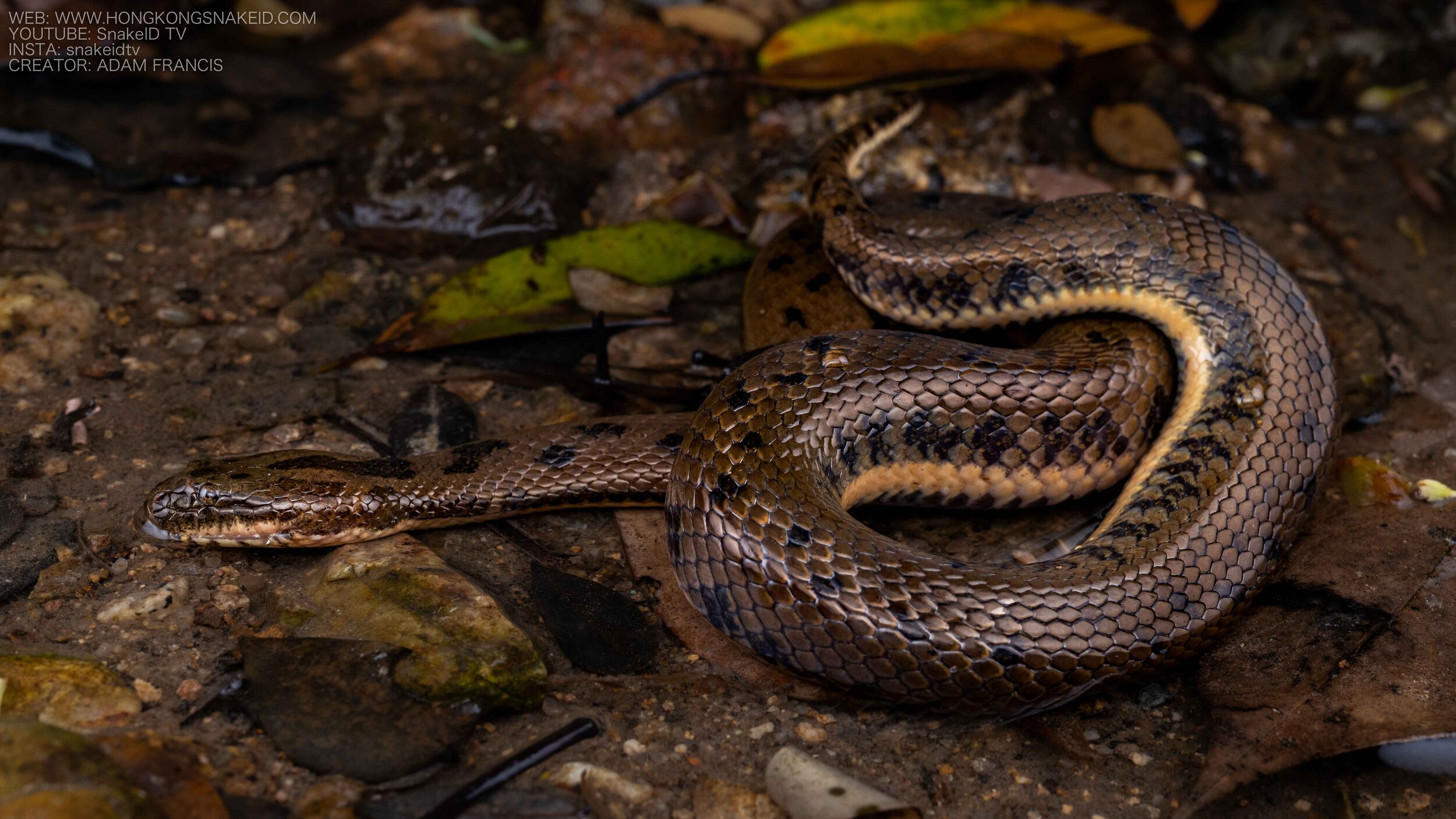 Chinese Water Snake - Myrrophis chinensis-22.jpg