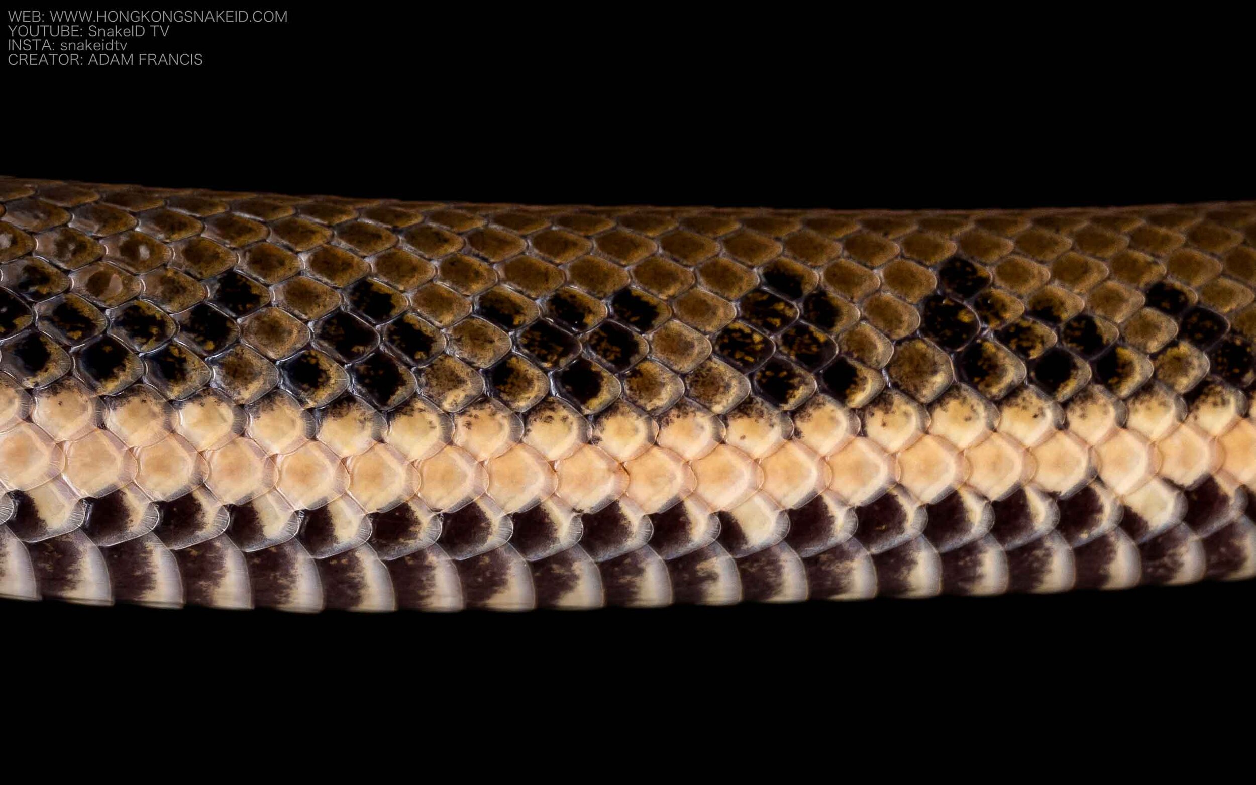 Chinese Water Snake - Myrrophis chinensis-27.jpg