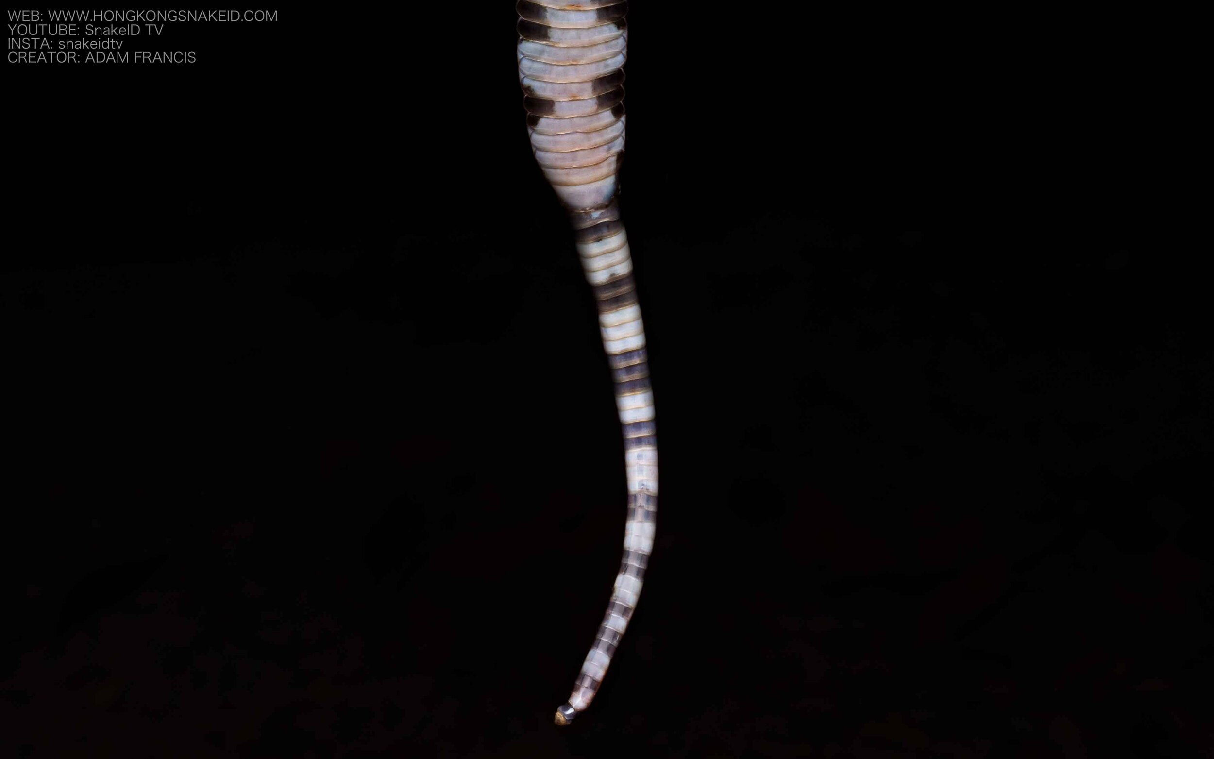 Many Banded Krait - Bungarus multicinctus/wonghaotingi