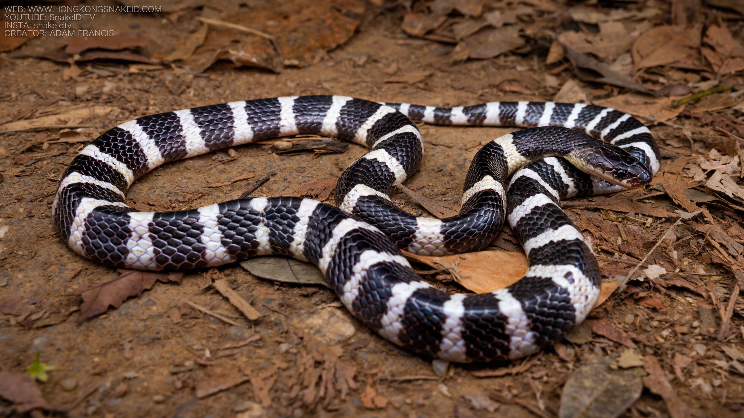 Many Banded Krait - Bungarus multicinctus/wonghaotingi