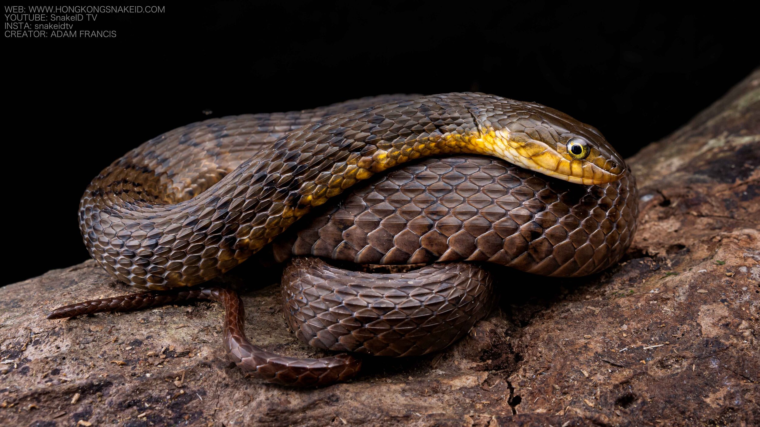 Mountain Water Snake - Sinonatrix percarinata percarinata