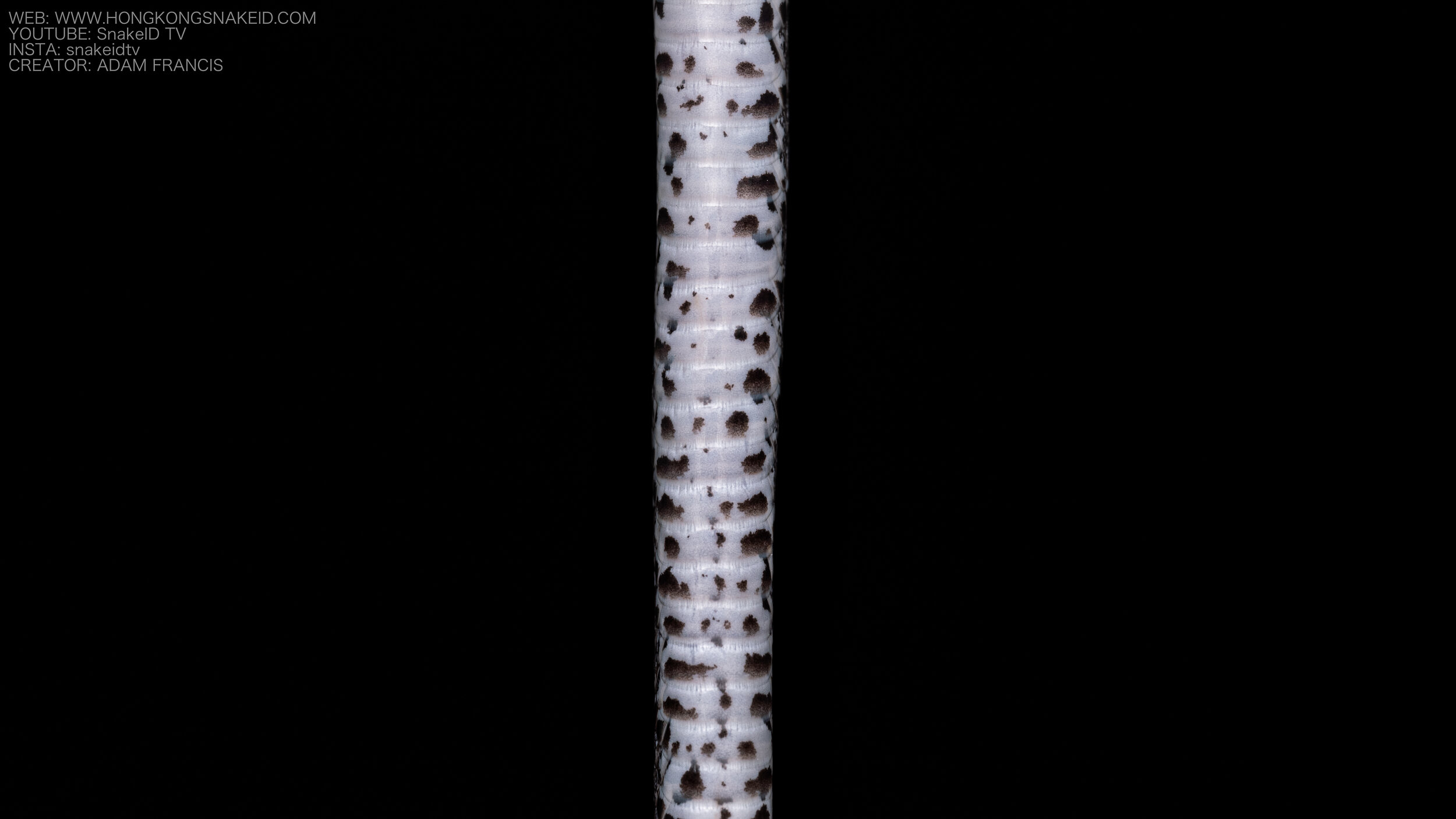 White Spotted Slug Snake - Pareas margaritophorus