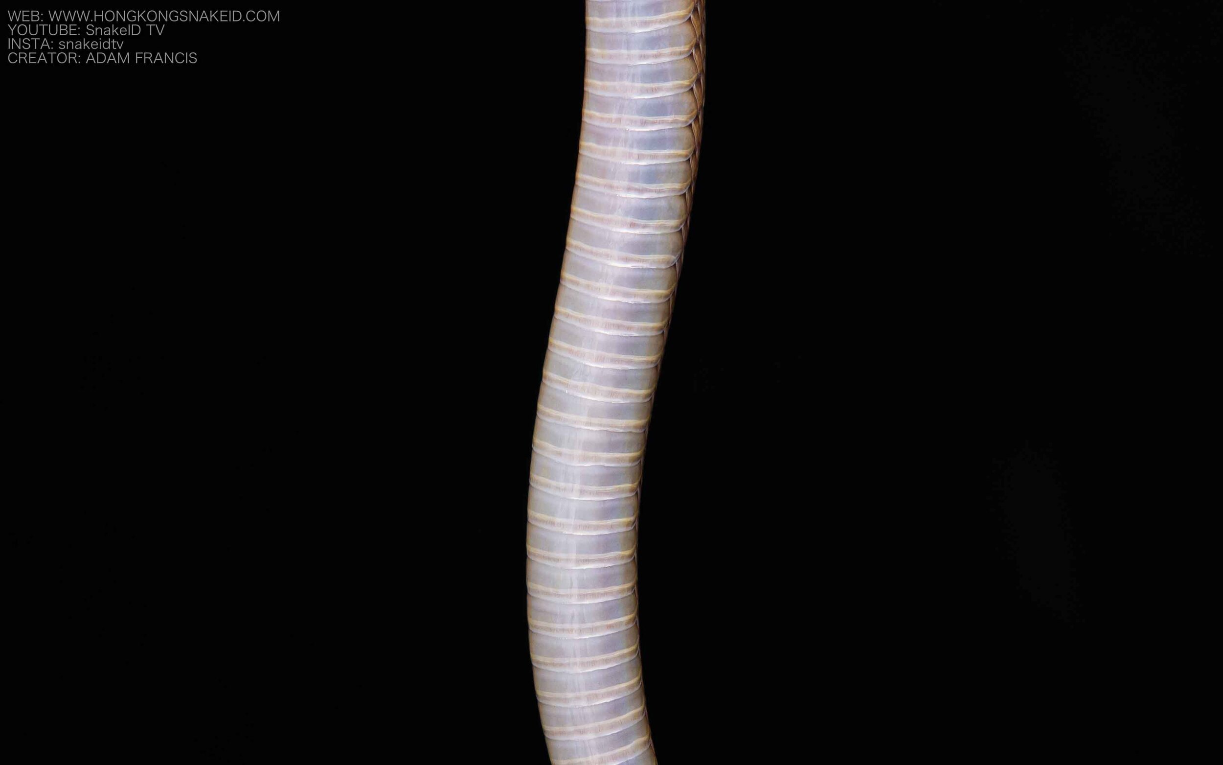Burrowing Rufous Snake - Achalinus rufescens