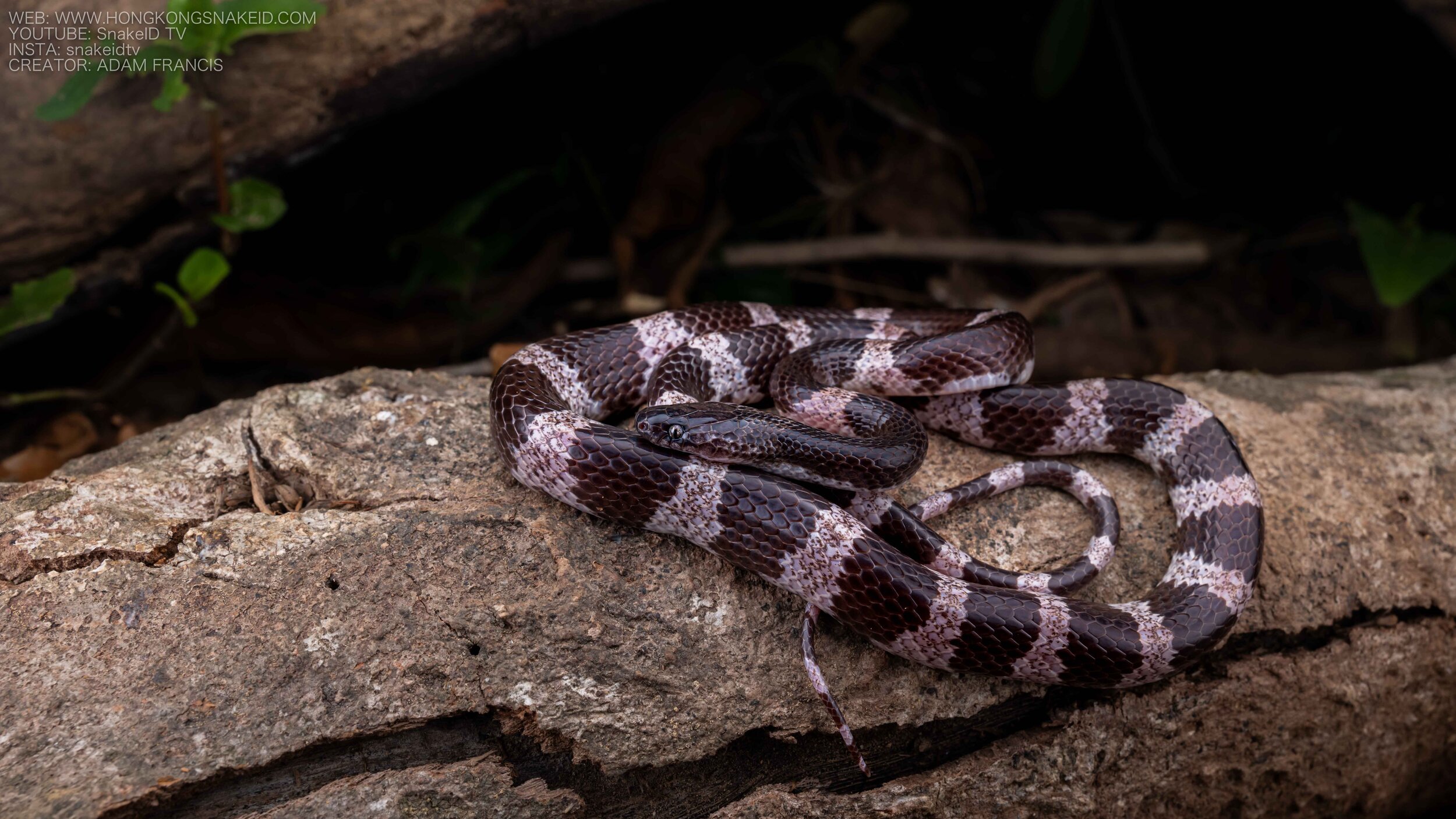 Futsings Wolf Snake - Lycodon futsingensis