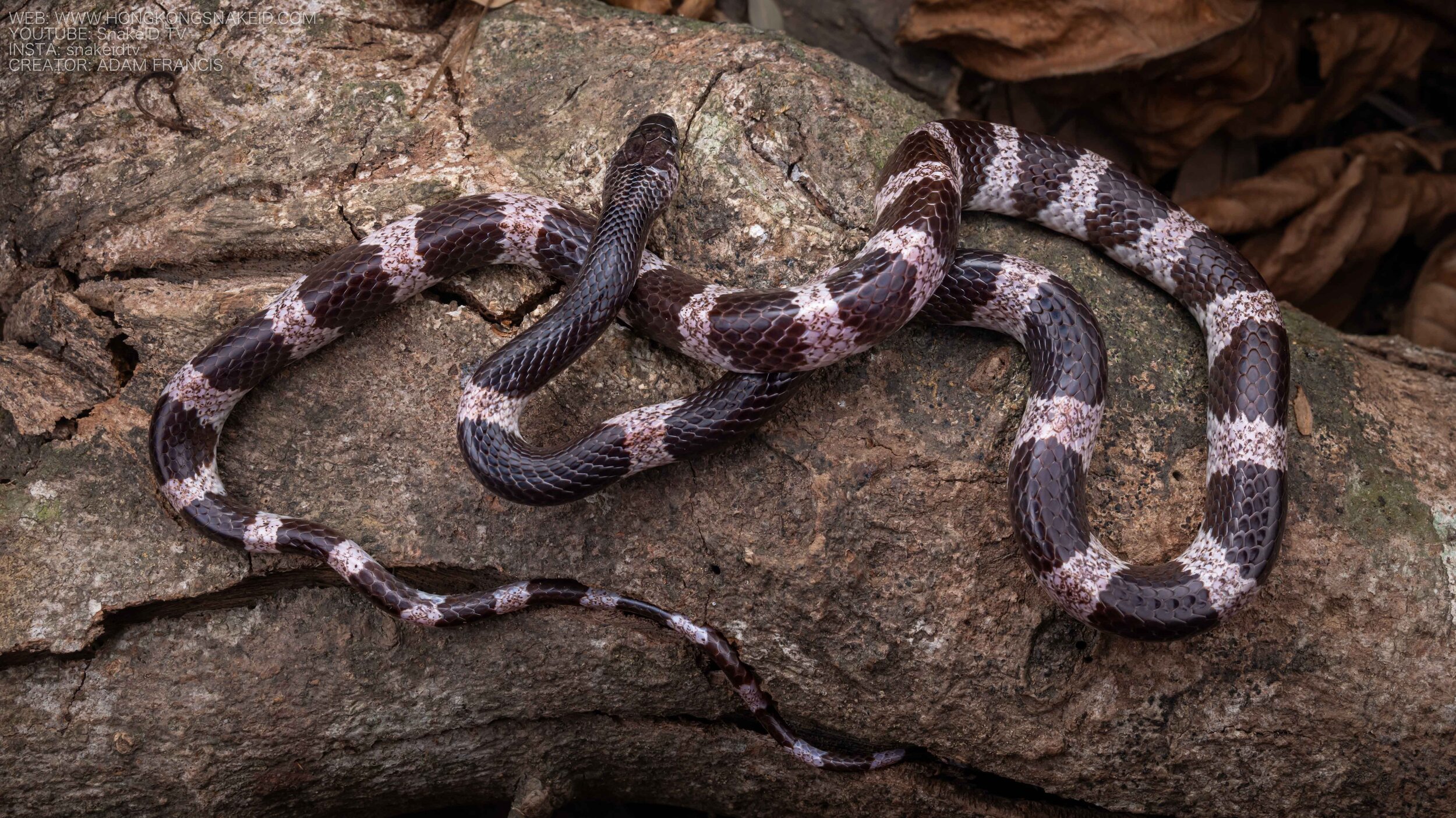 Futsings Wolf Snake - Lycodon futsingensis