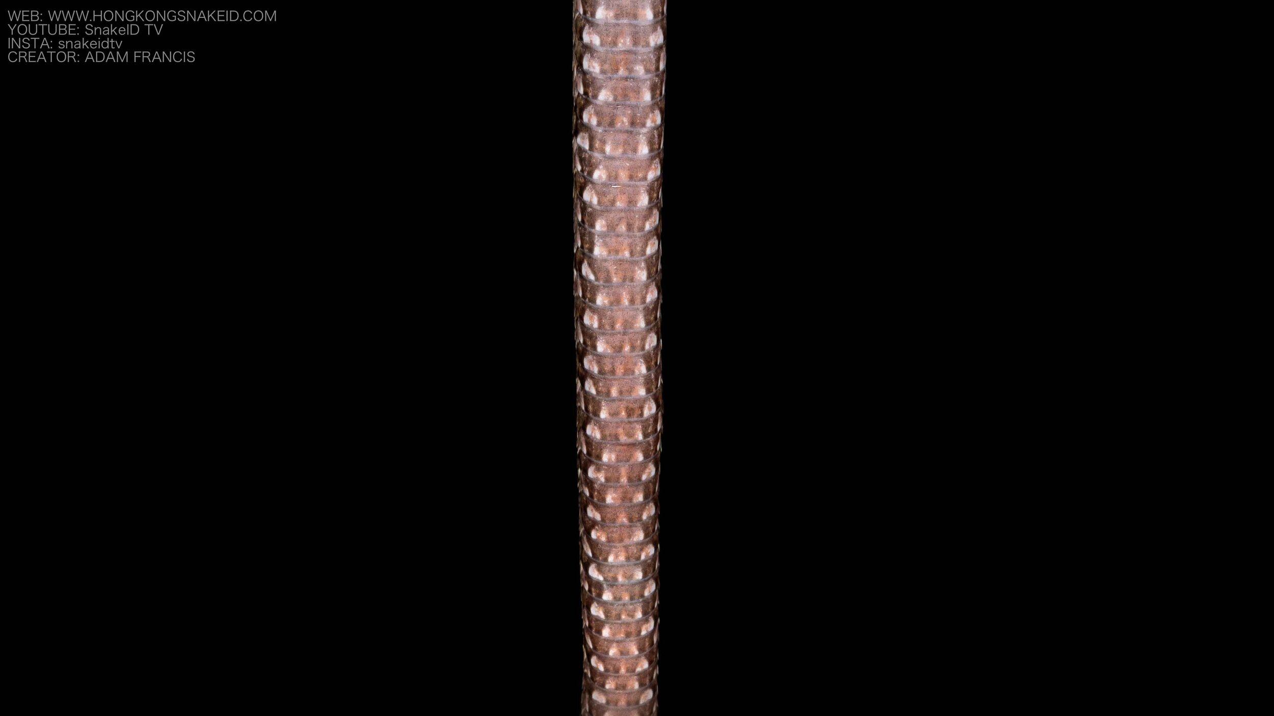 Pointed Scale Viper a.k.a. Habu - Protobothrops mucrosquamatus