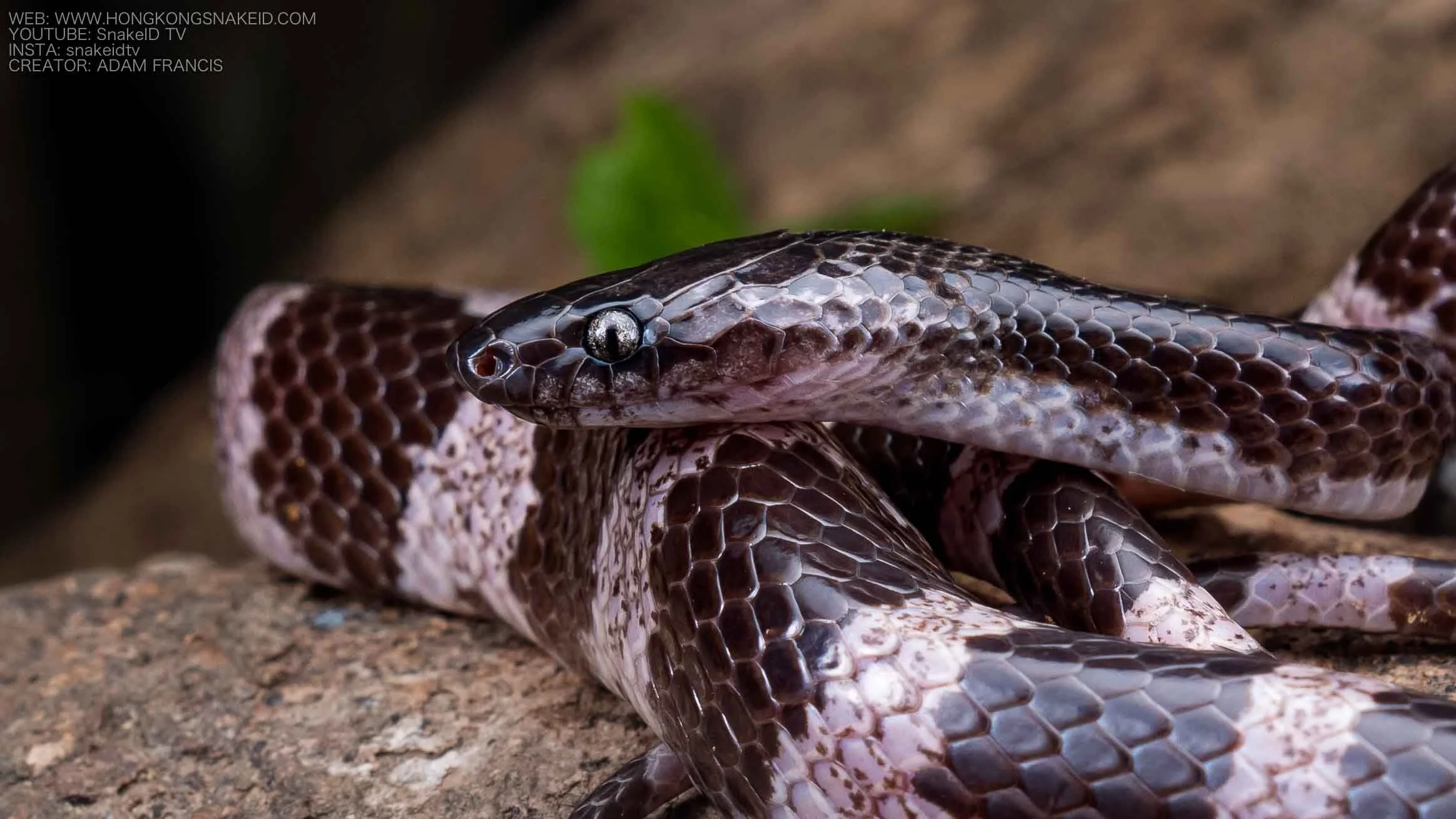 Futsing Wolf Snake - Lycodon futsingensis-9.jpg