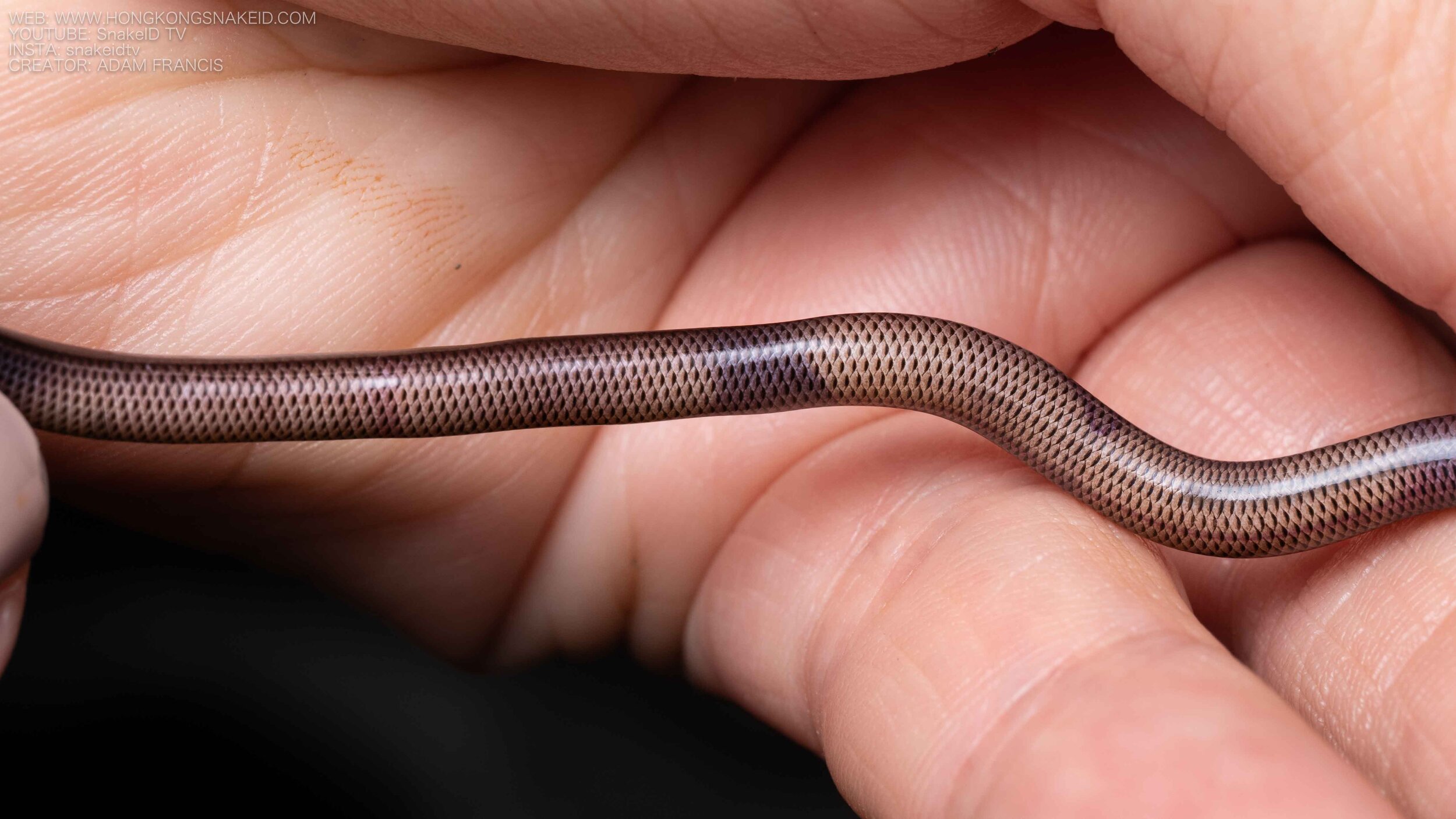 Common Blind Snake - Indotyphlops braminus