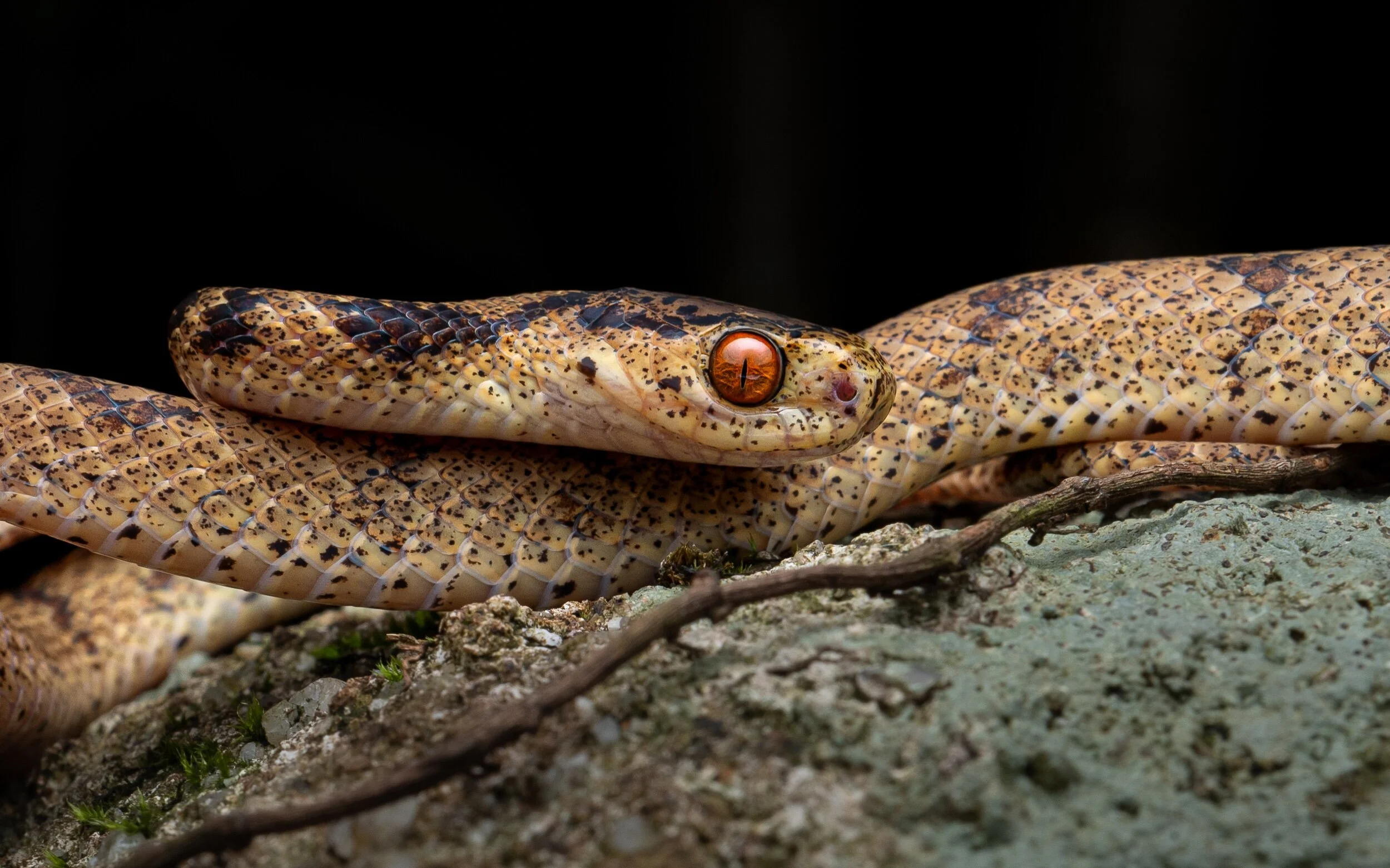 Chinese Slug Snake - Pareas chinensis-80.jpeg