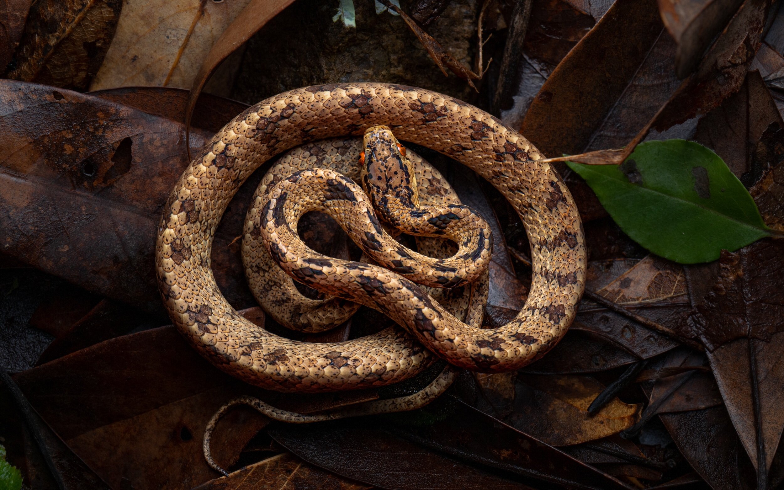 Chinese Slug Snake - Pareas chinensis-77.jpeg