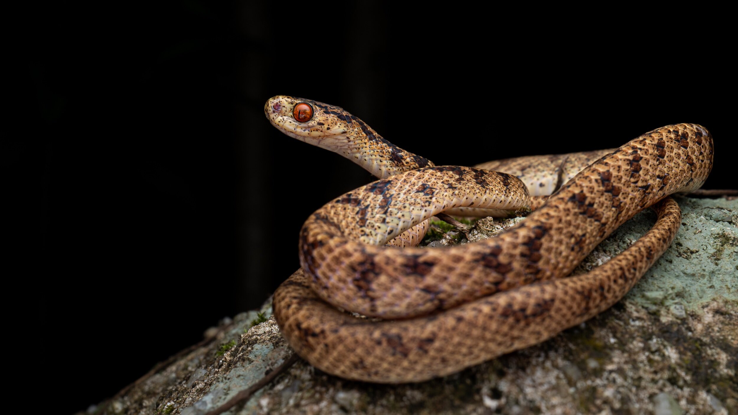 Chinese Slug Snake - Pareas chinensis-81.jpeg
