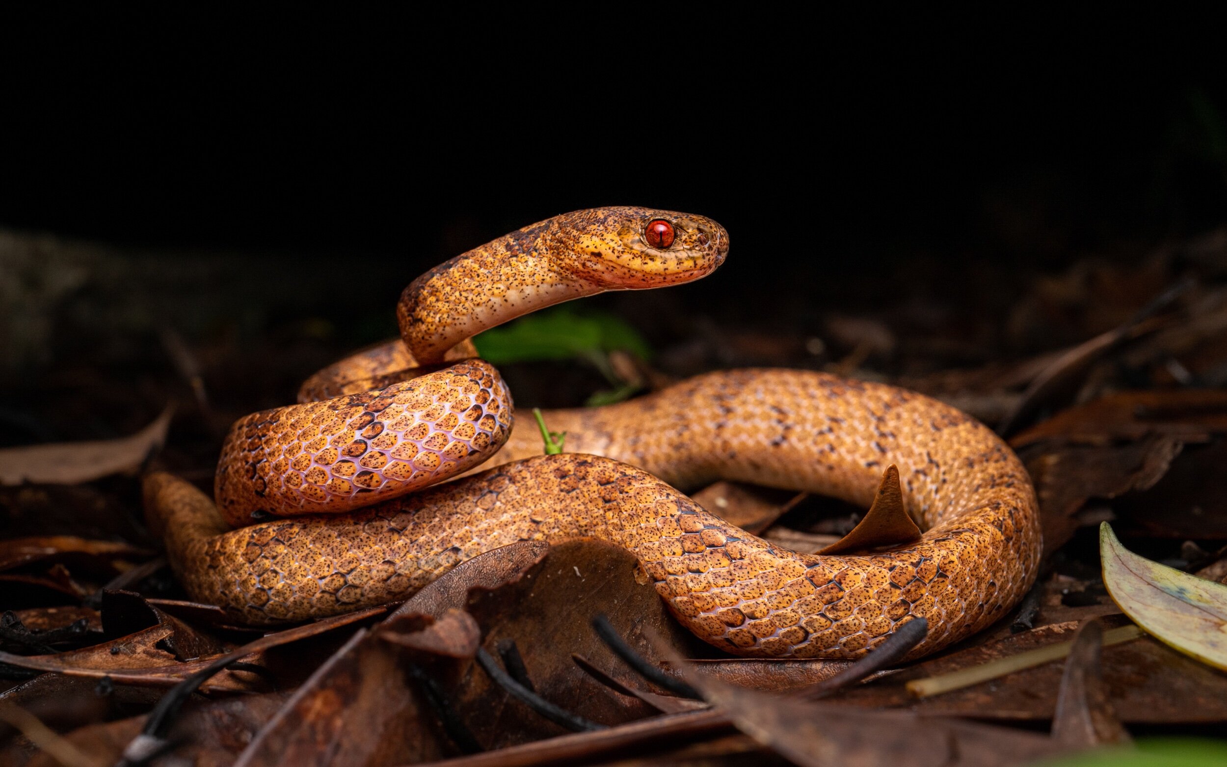 Chinese Slug Snake - Pareas chinensis-79.jpeg