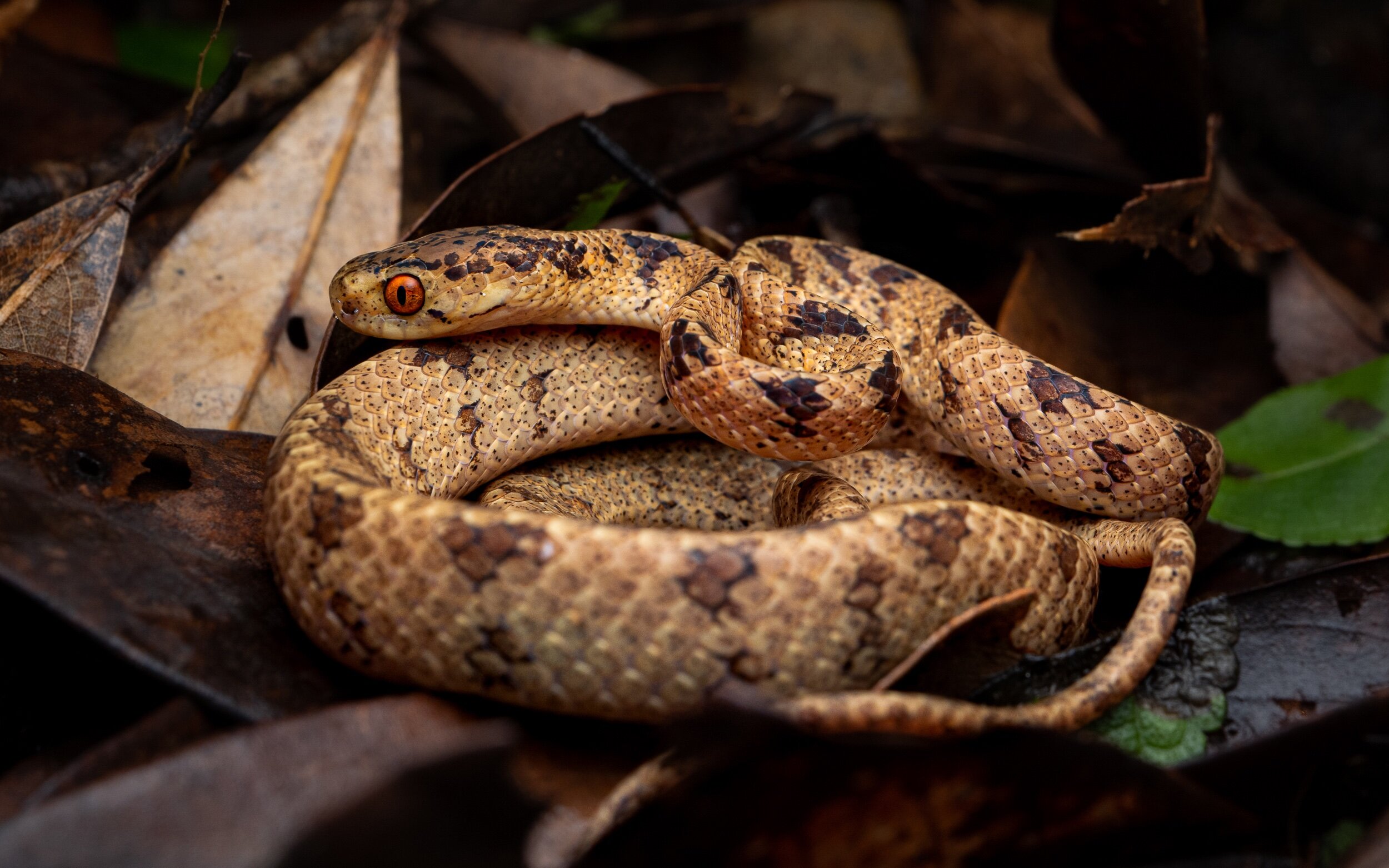 Chinese Slug Snake - Pareas chinensis-76.jpeg