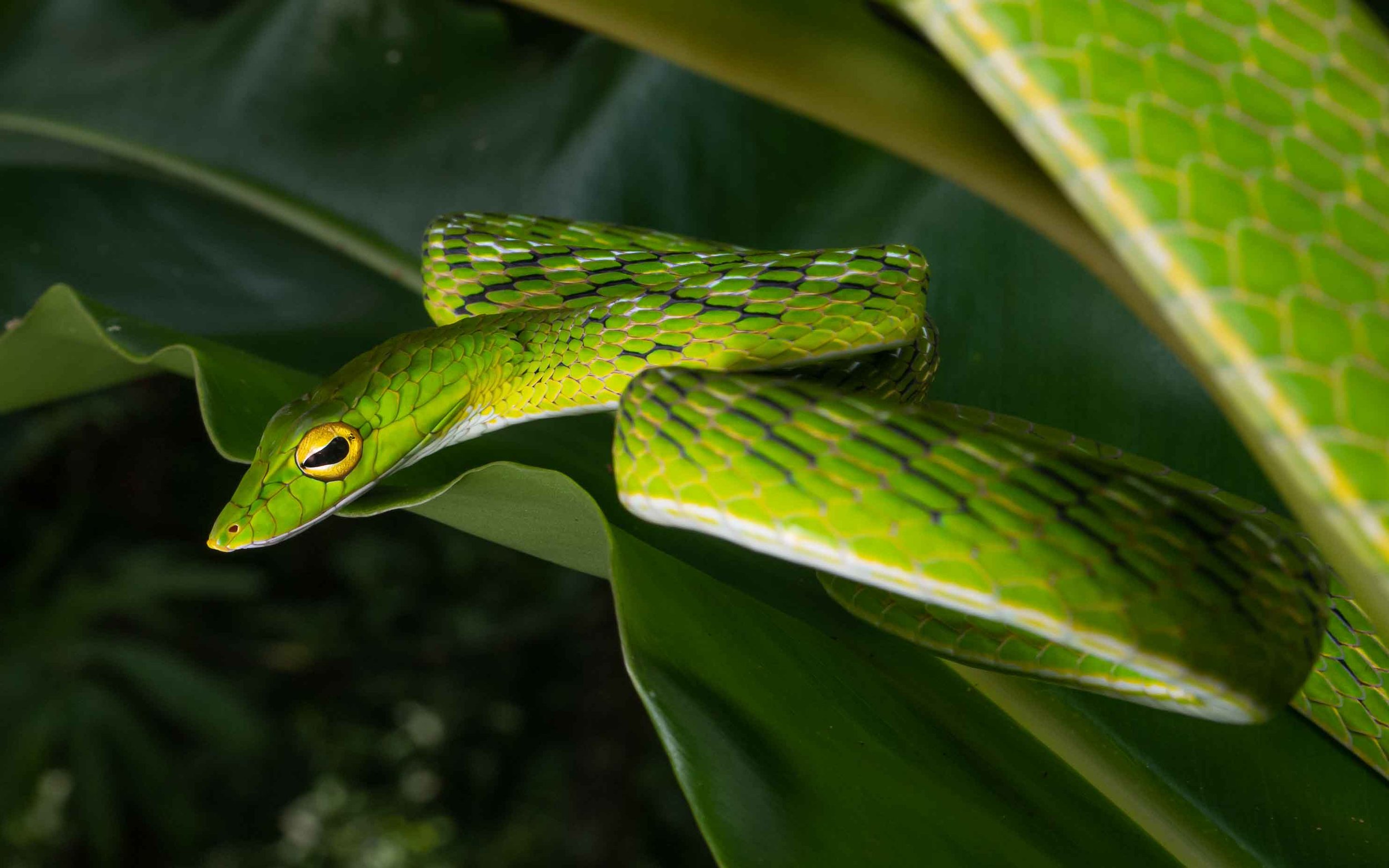 Malaysian Whipsnake - Malaysian Vine Snake - Ahaetulla mycterizans-4.jpg