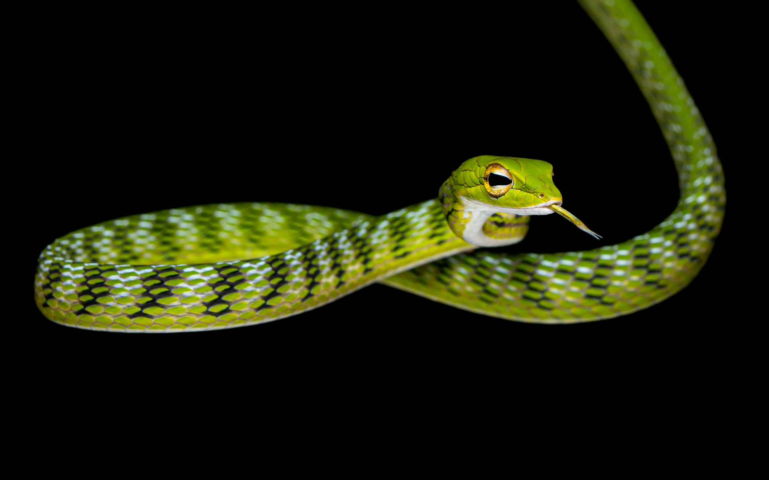 Malayan whipsnake - Ahaetulla mycterizans