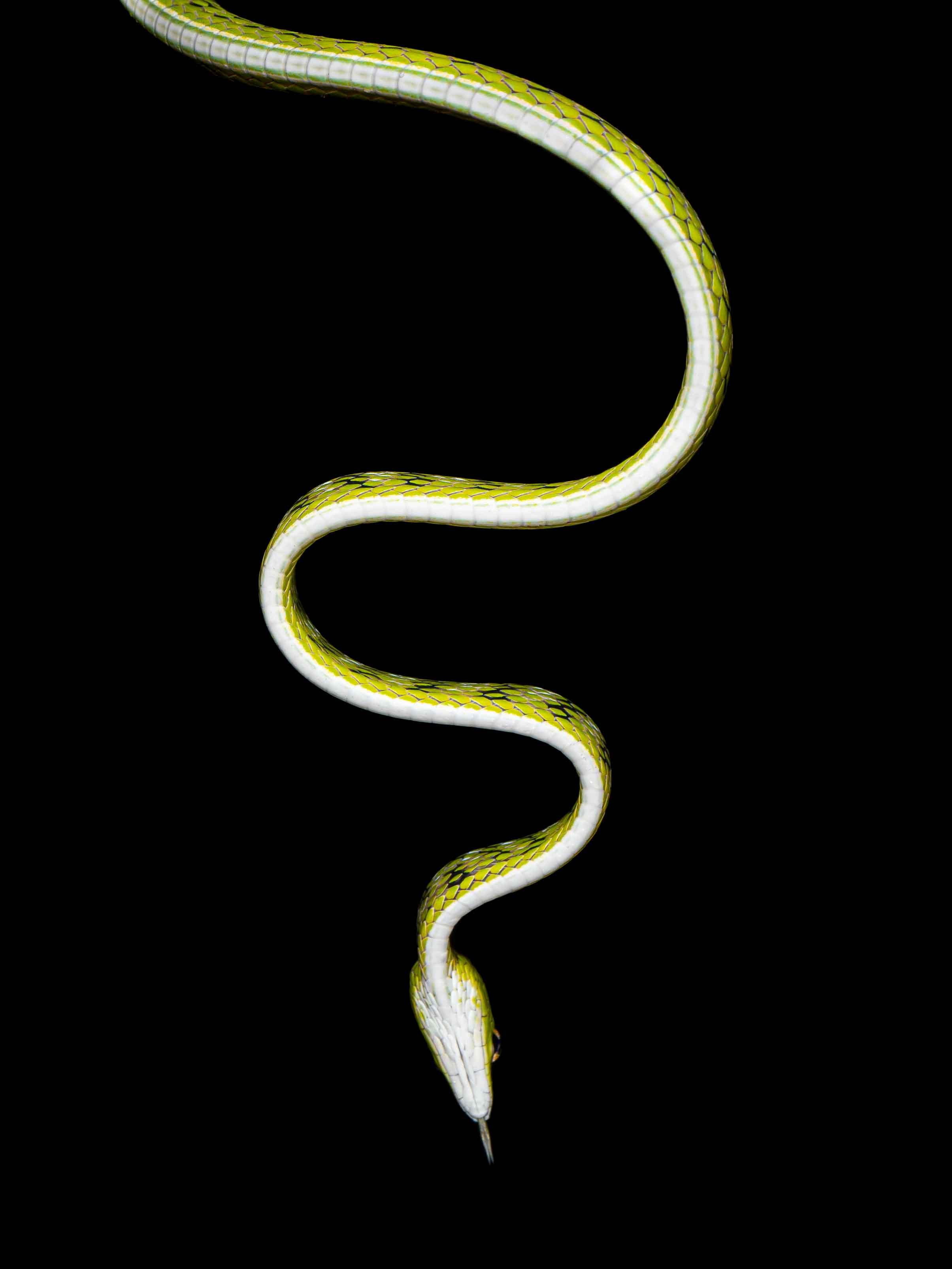 Malayan whipsnake - Ahaetulla mycterizans