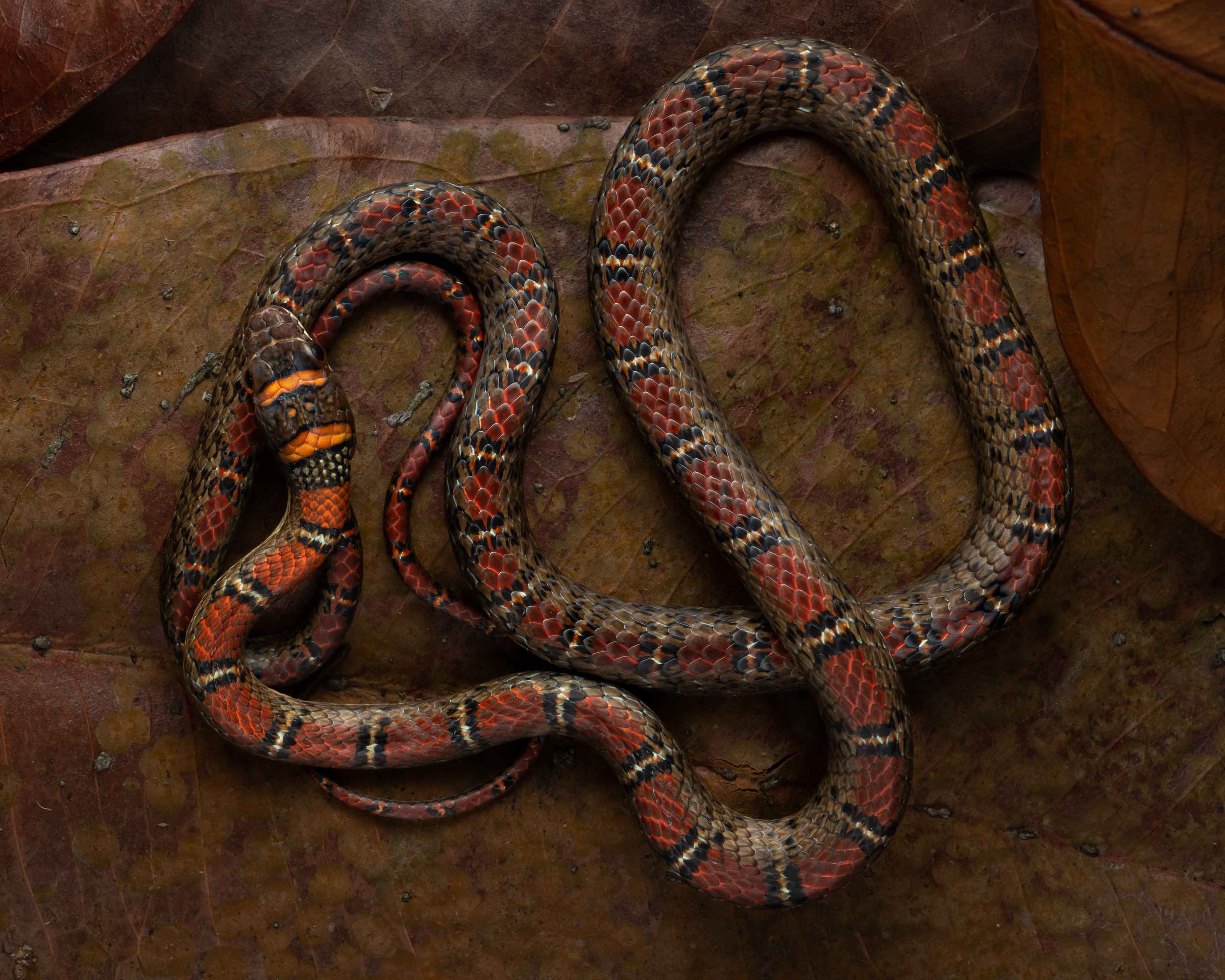 Twin-barred Tree Snake - Banded Flying Snake - Chrysopelea pelias