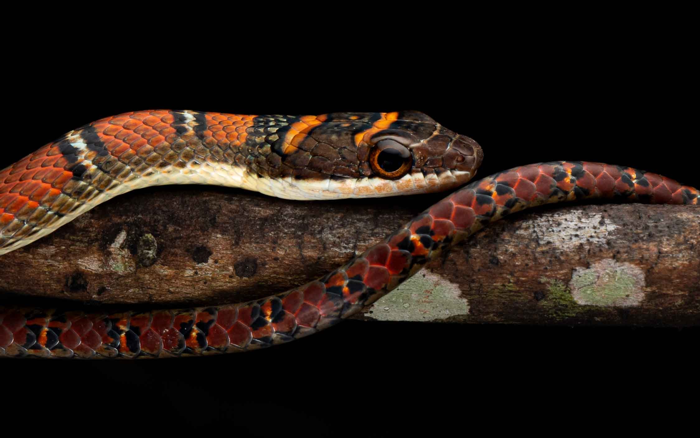 Twin-barred Tree Snake - Banded Flying Snake - Chrysopelea pelias