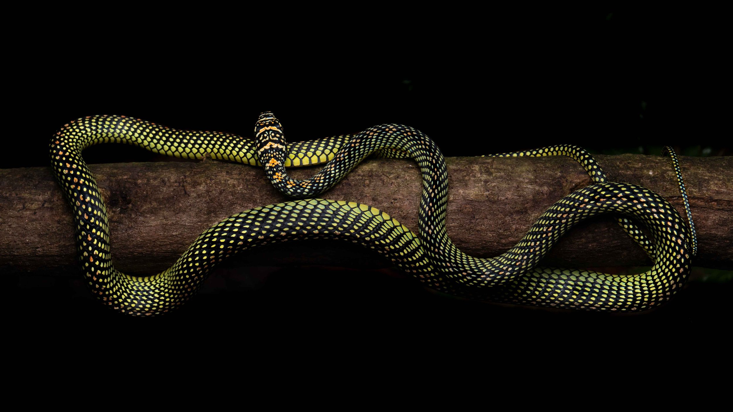 Paradise flying snake - Chrysopelea paradisi