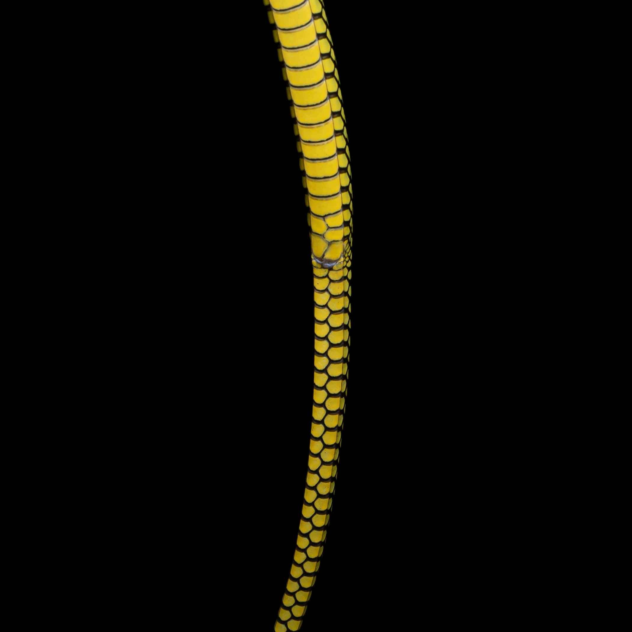 Paradise flying snake - Chrysopelea paradisi