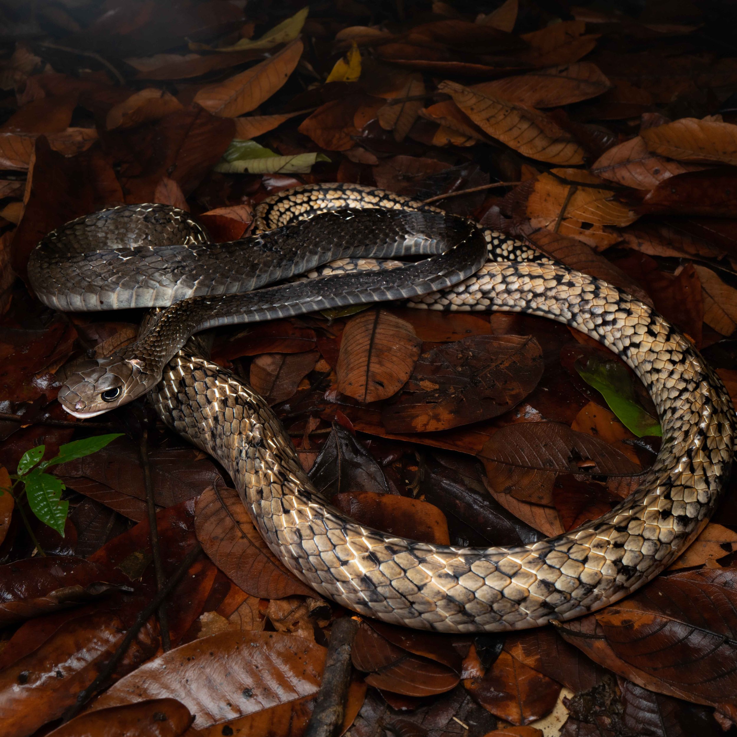 RAT SNAKE - KEELED