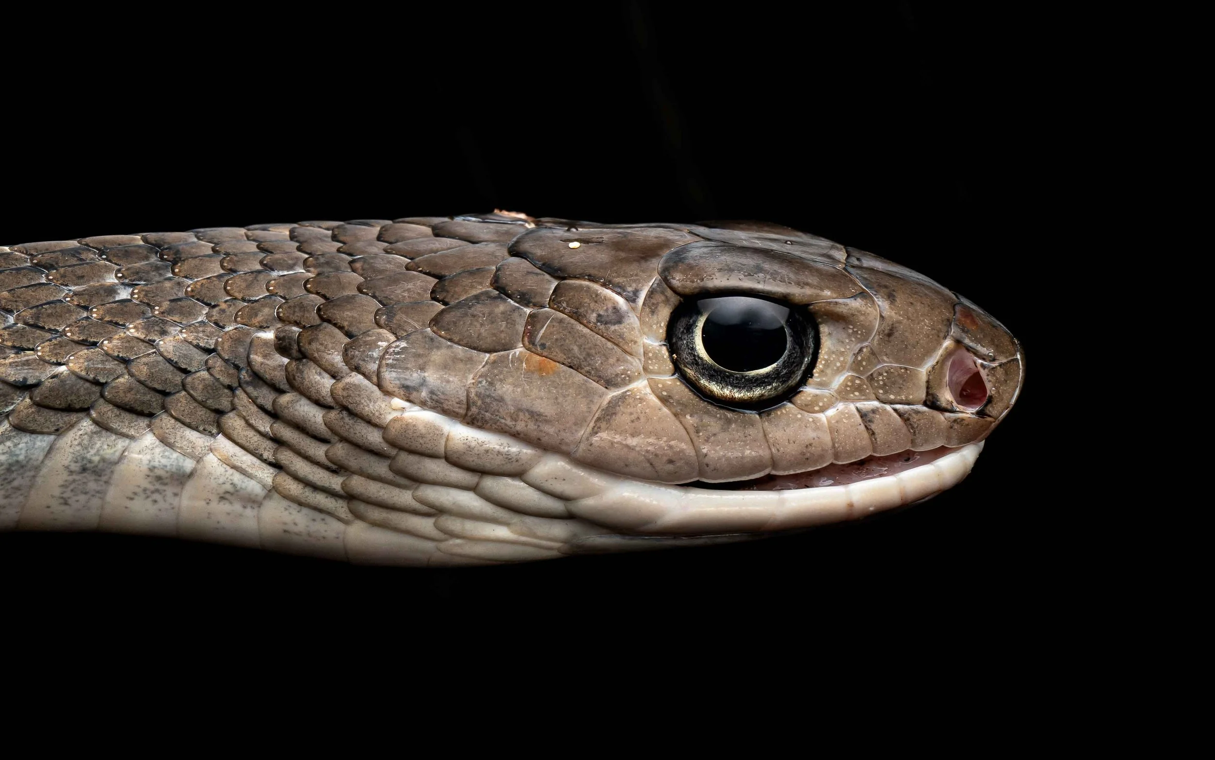 Keeled rat snake - Ptyas carinata-4.jpg