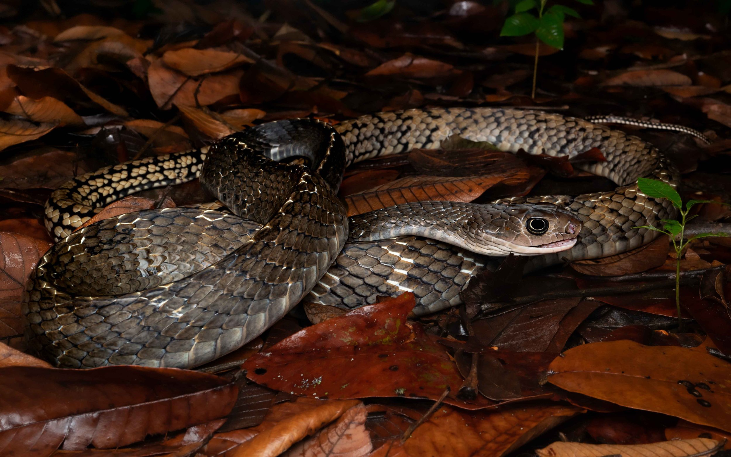 Keeled Rat Snake - Ptyas carinata