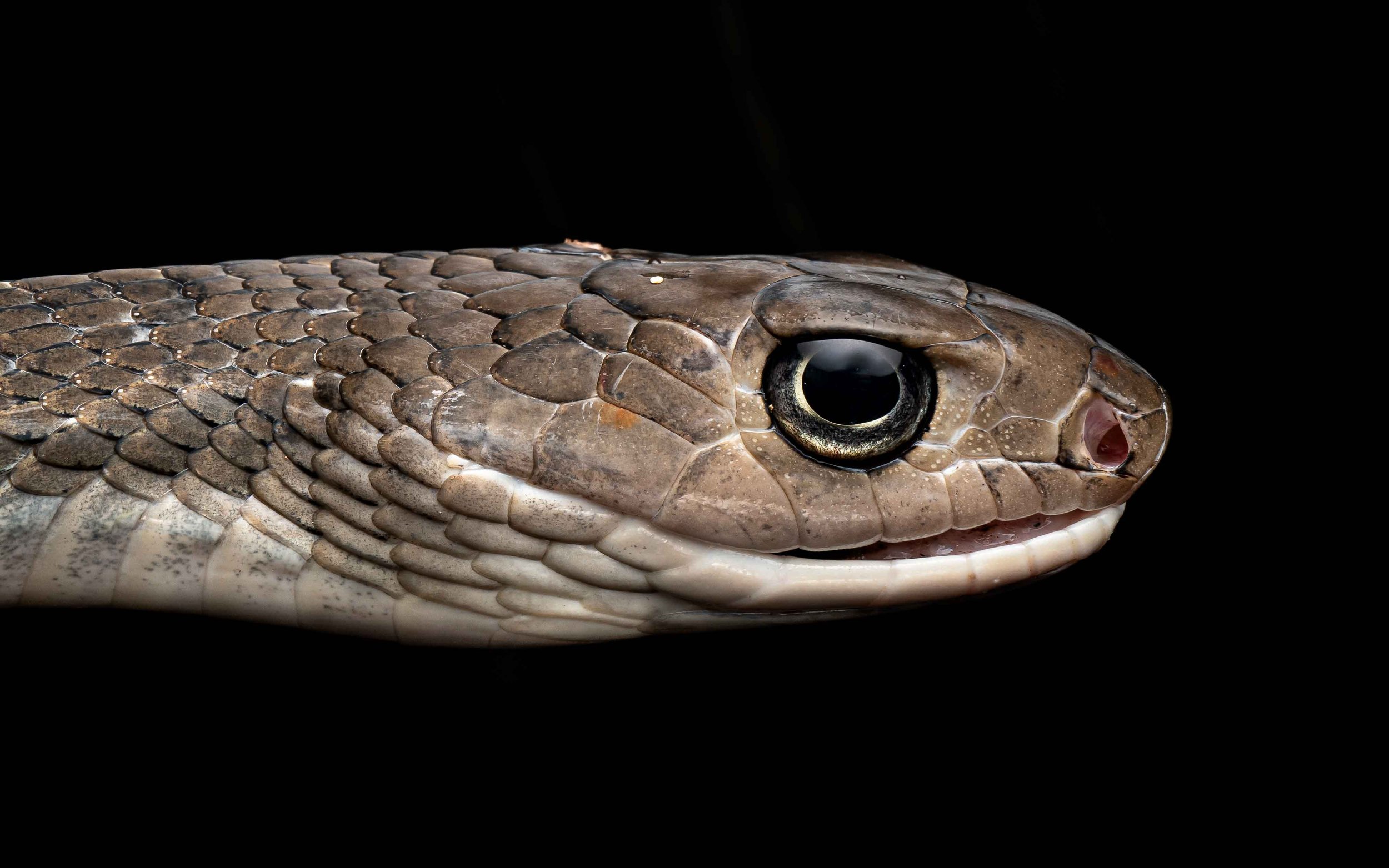 Keeled Rat Snake - Ptyas carinata