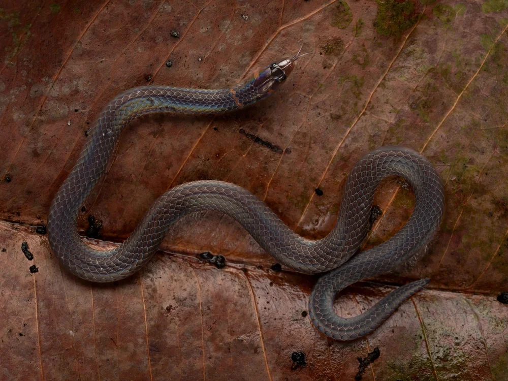 Dwarf Reed Snake — HongKongSnakeID.com
