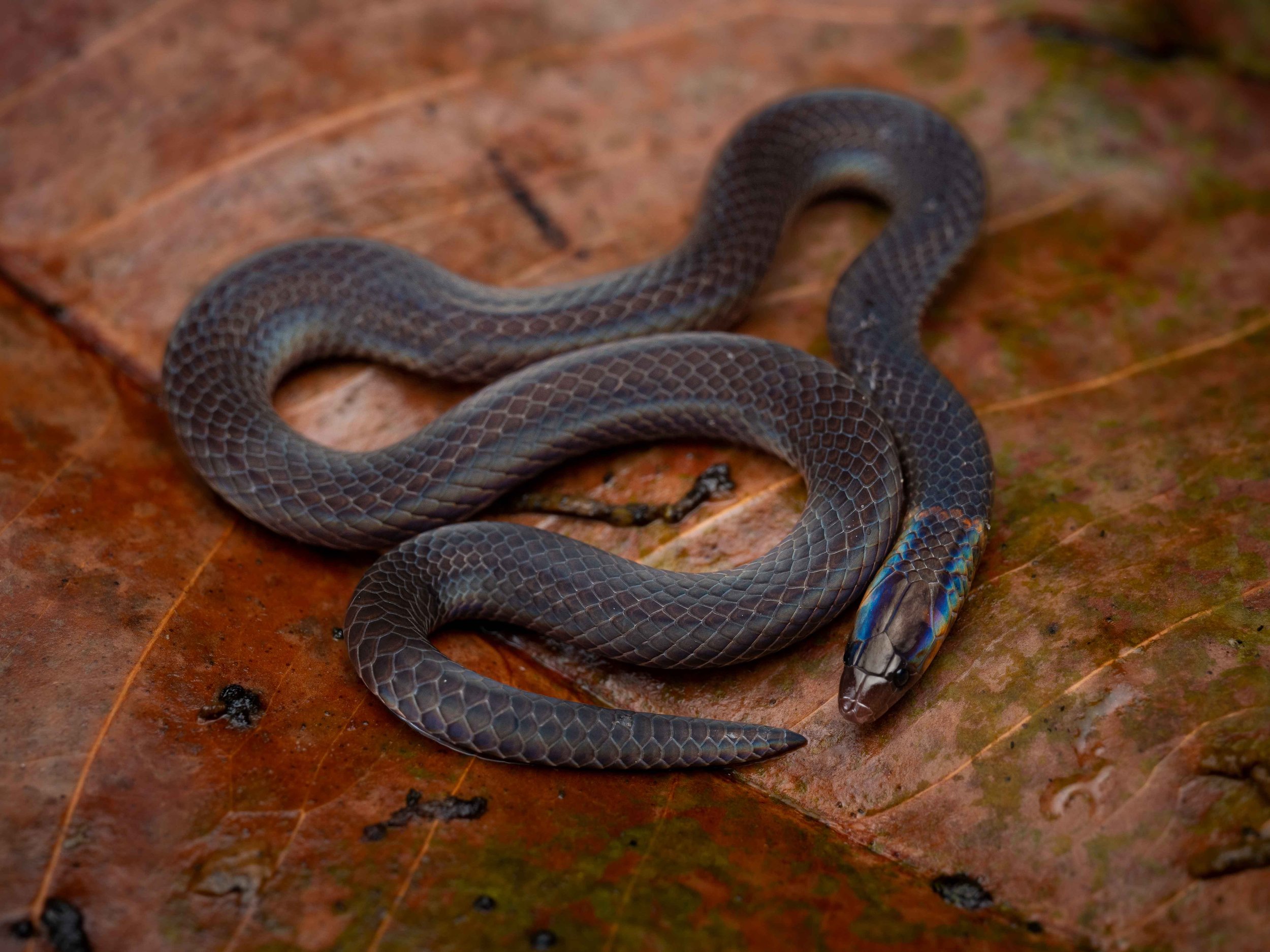 Dwarf reed snake - Pseudorabdion longiceps