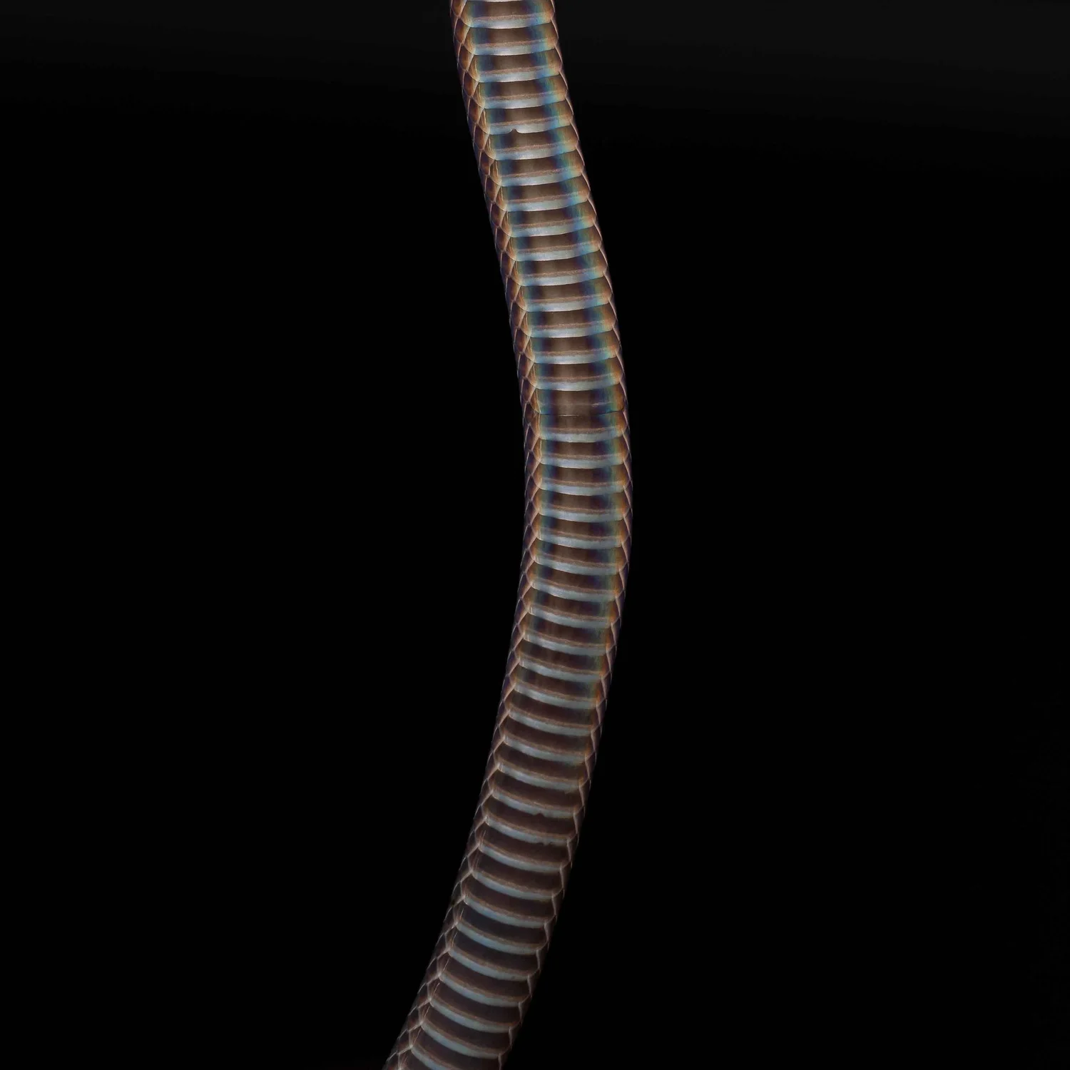 Dwarf Reed Snake — HongKongSnakeID.com