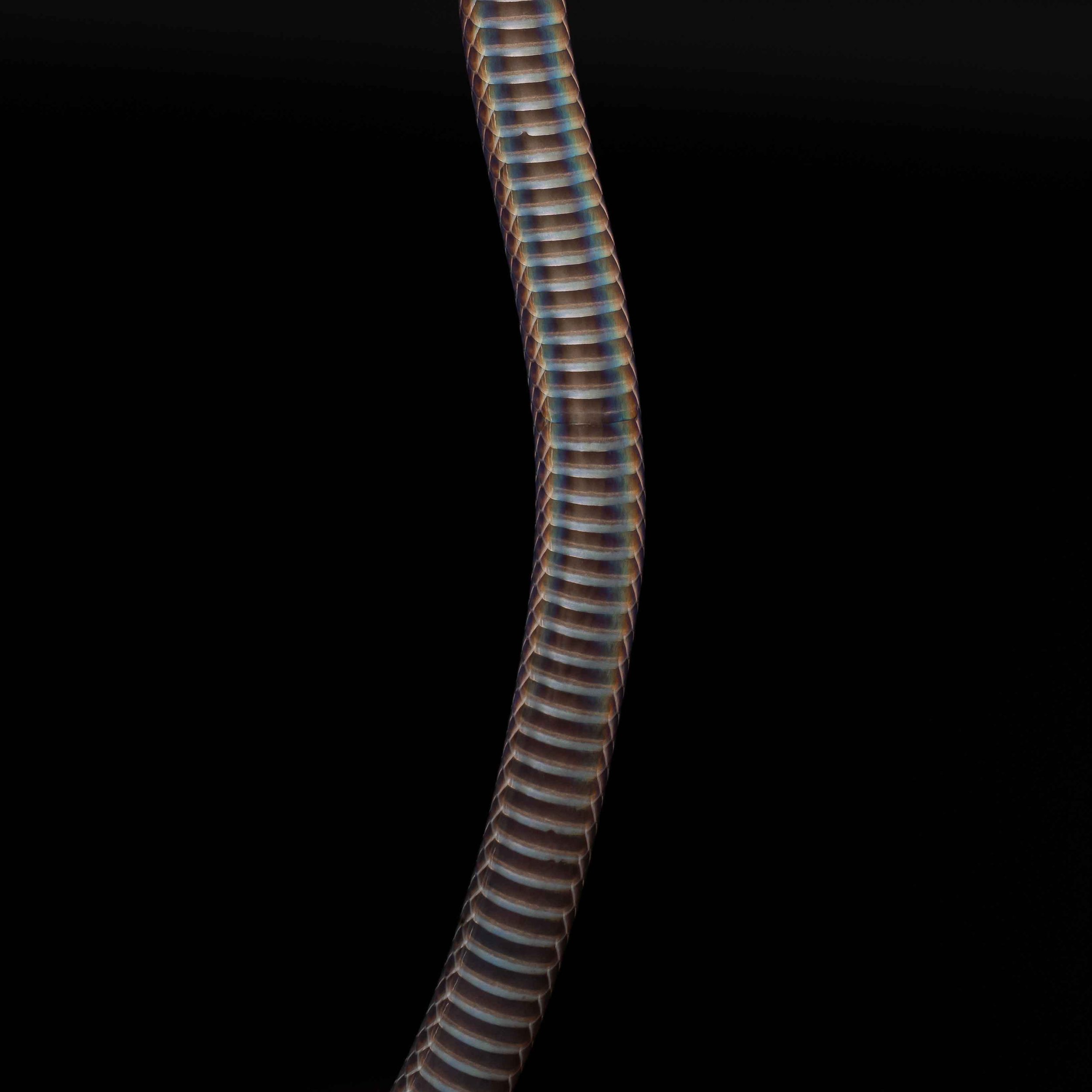 Dwarf Reed Snake — HongKongSnakeID.com