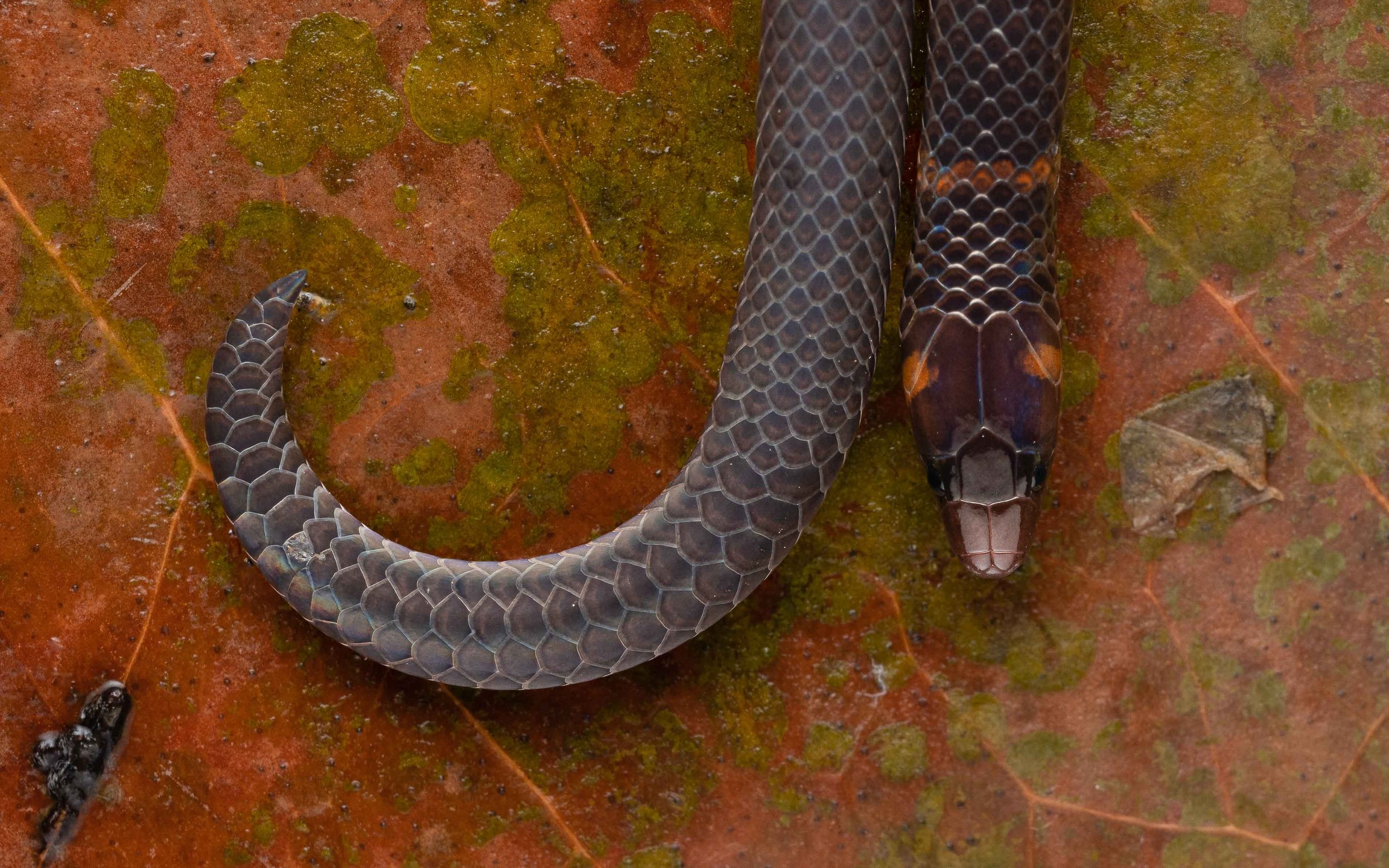 Dwarf reed snake - Pseudorabdion longiceps