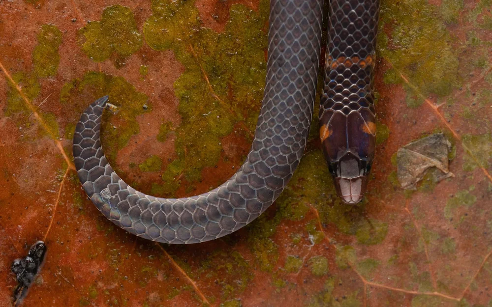 Dwarf Reed Snake — HongKongSnakeID.com
