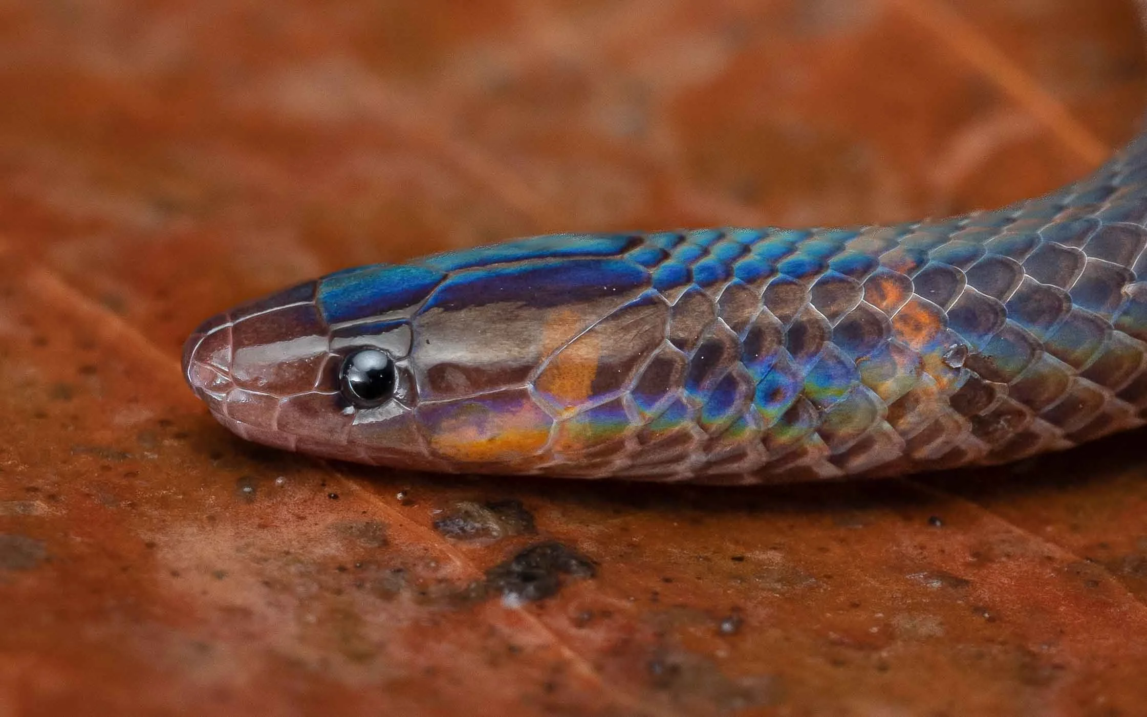 Dwarf Reed Snake — HongKongSnakeID.com
