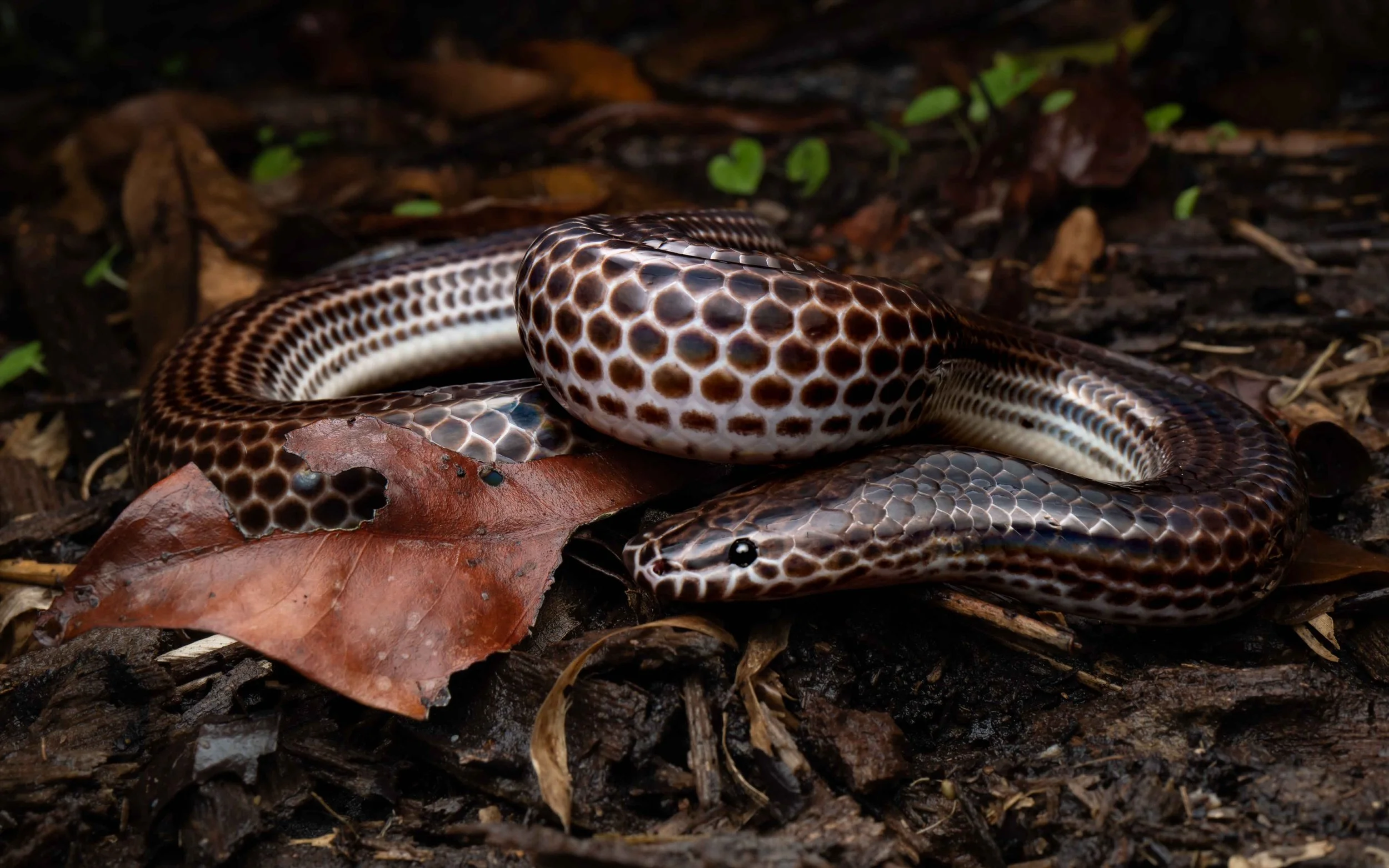 Sunbeam snake - Xenopeltis unicolor.jpg