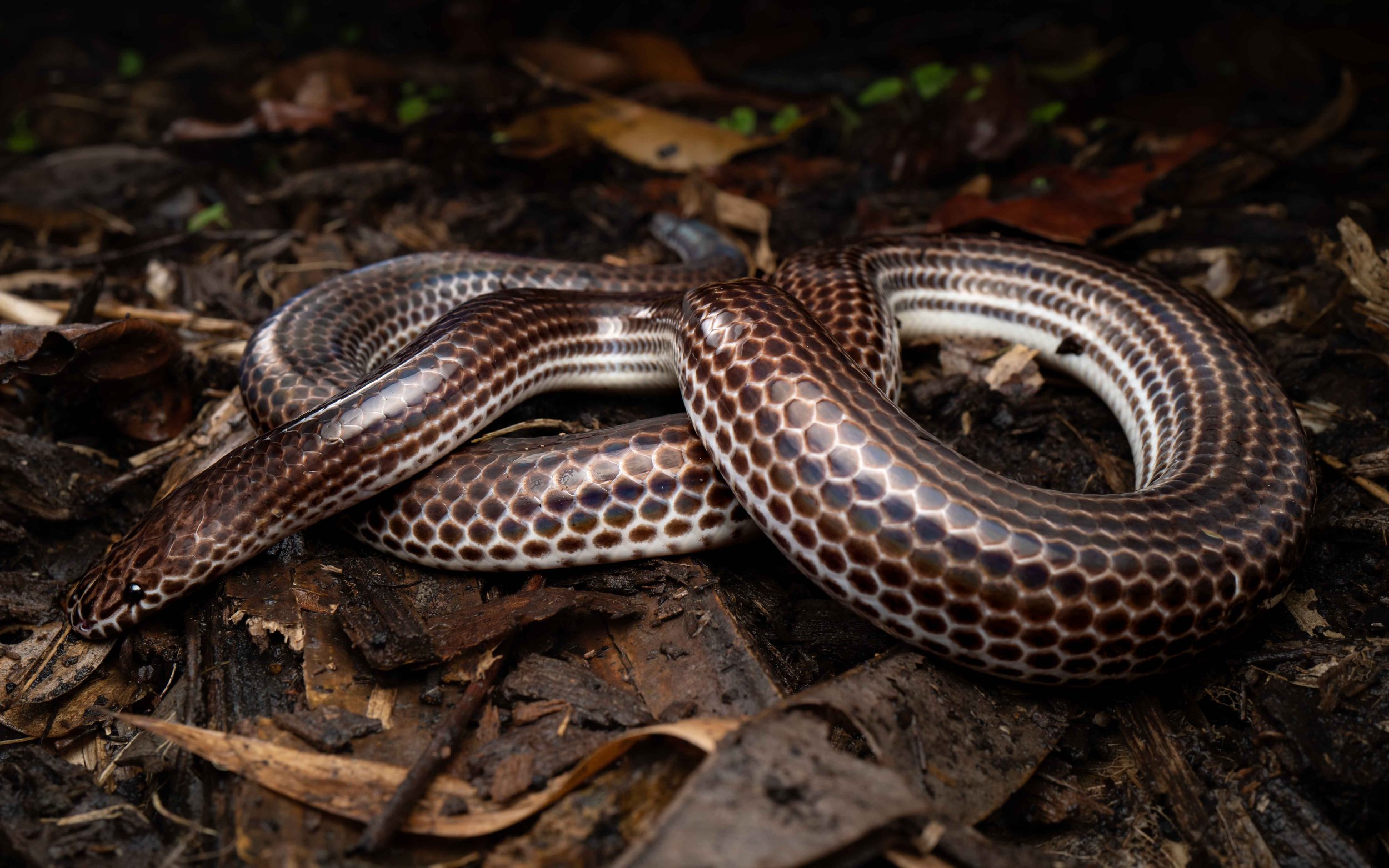 Sunbeam Snake - Xenopeltis unicolor