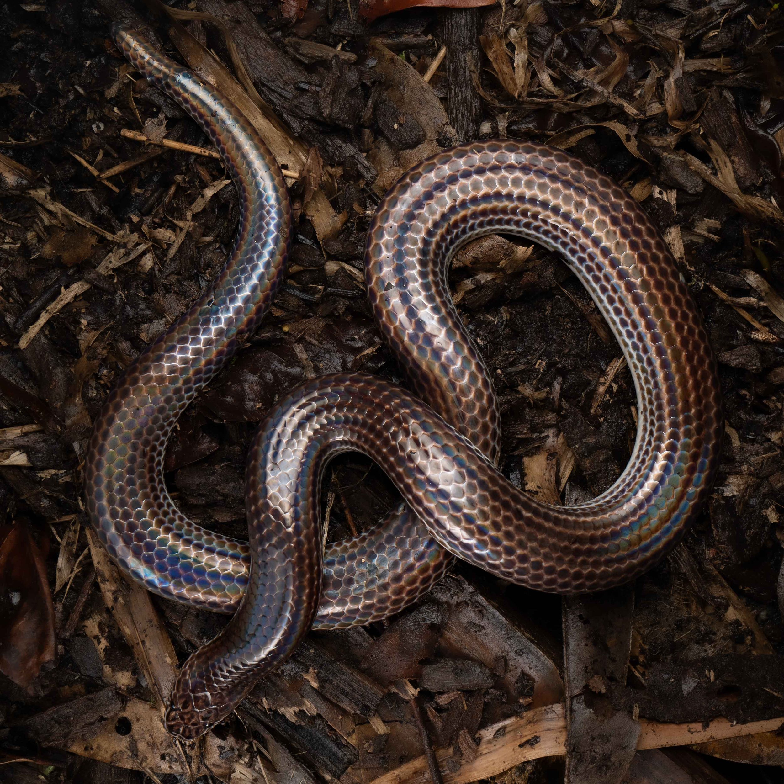 Sunbeam Snake - Xenopeltis unicolor